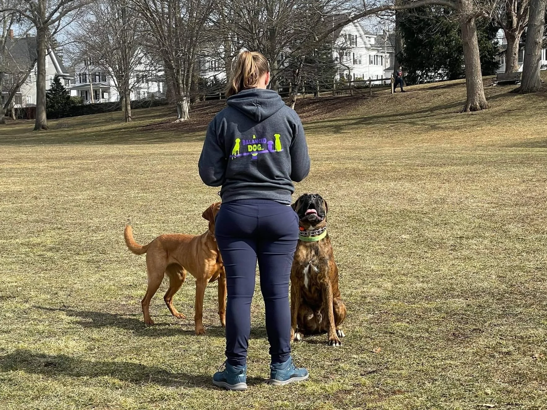 Dog trainer working with dogs off leash during an outdoor training session at a local park in Rhode Island.