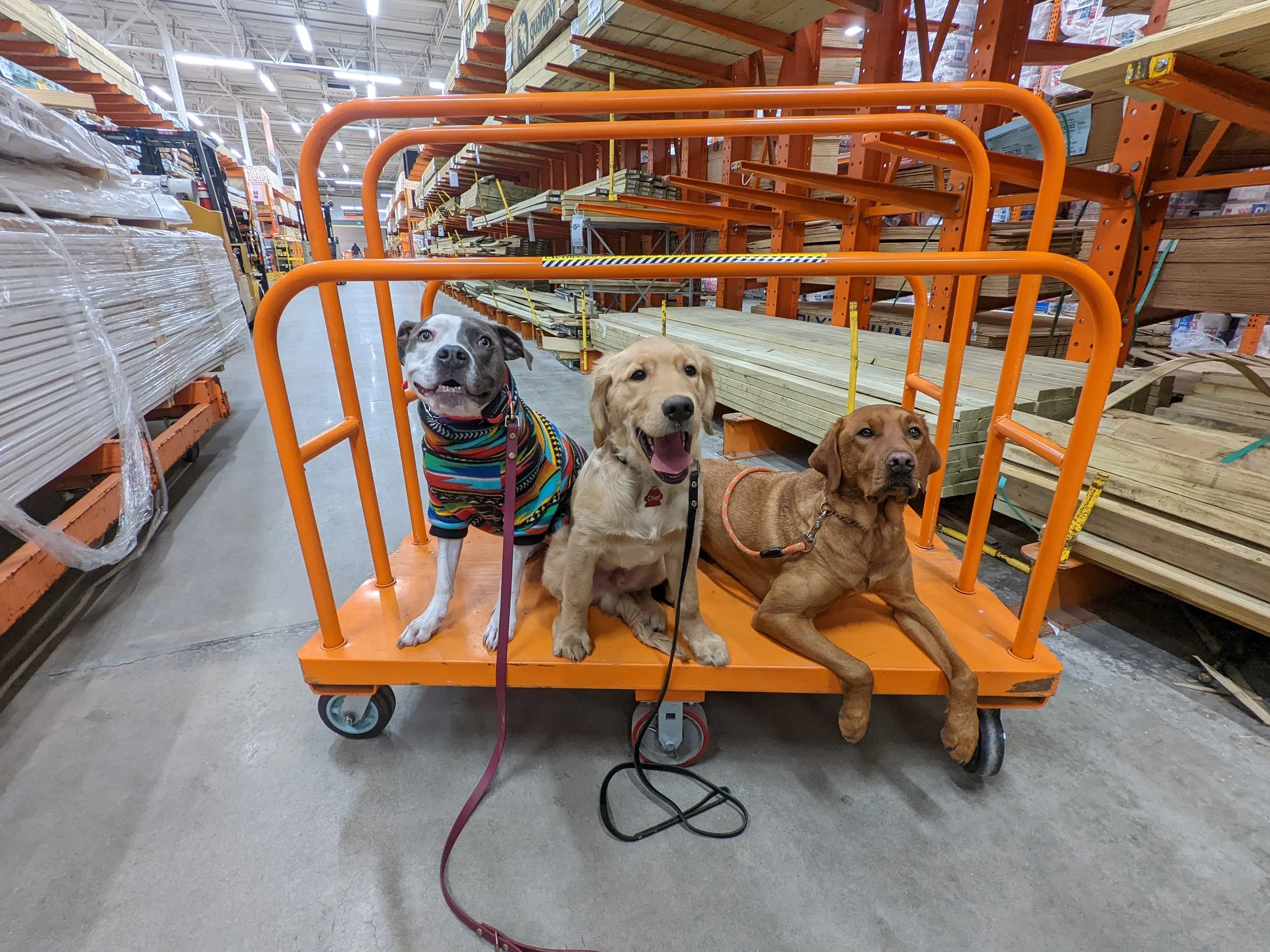 Dogs sitting attentively beside each other during an obedience training session in public.