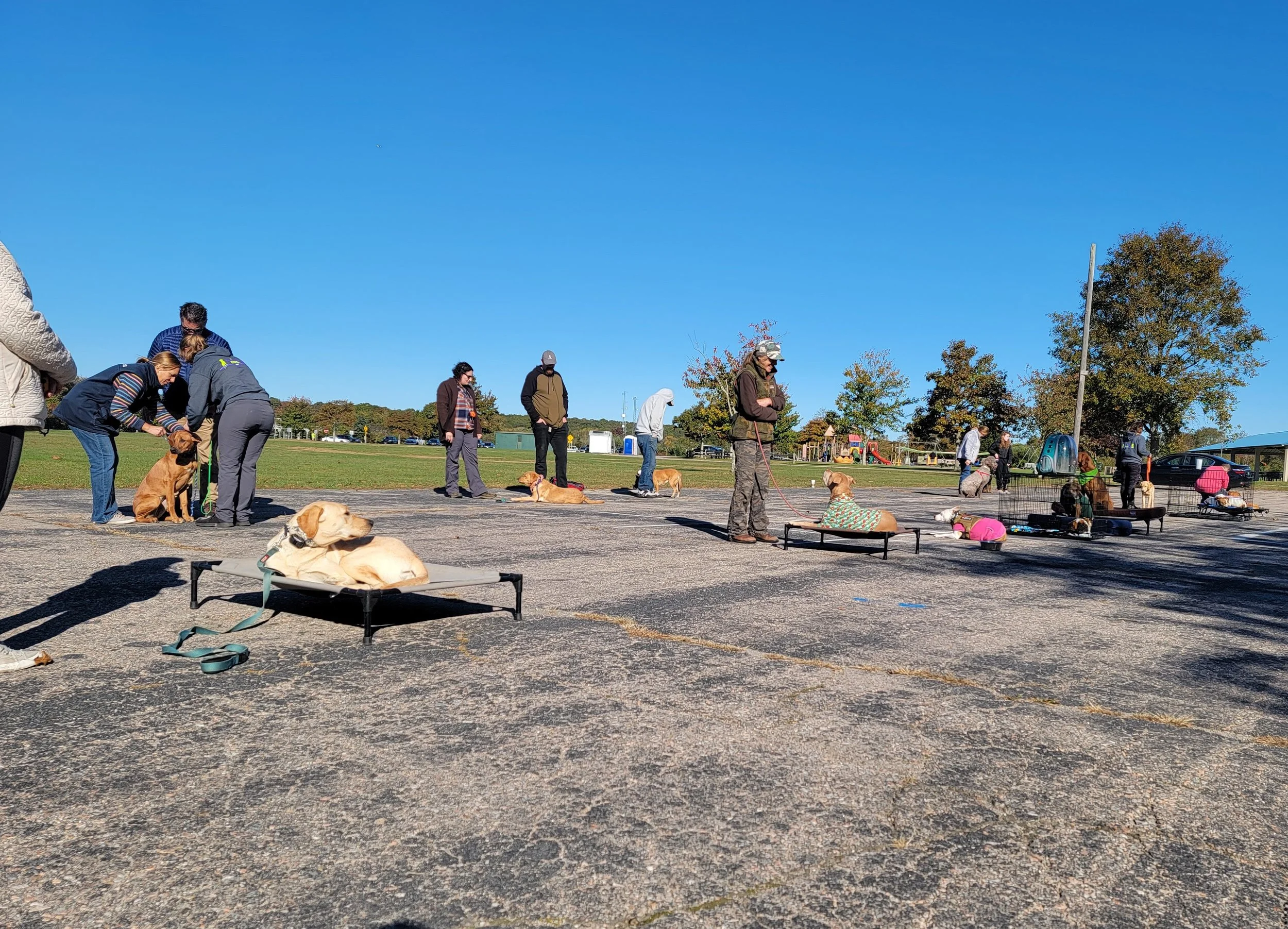 Dog practicing obedience around other dogs during a structured training session.