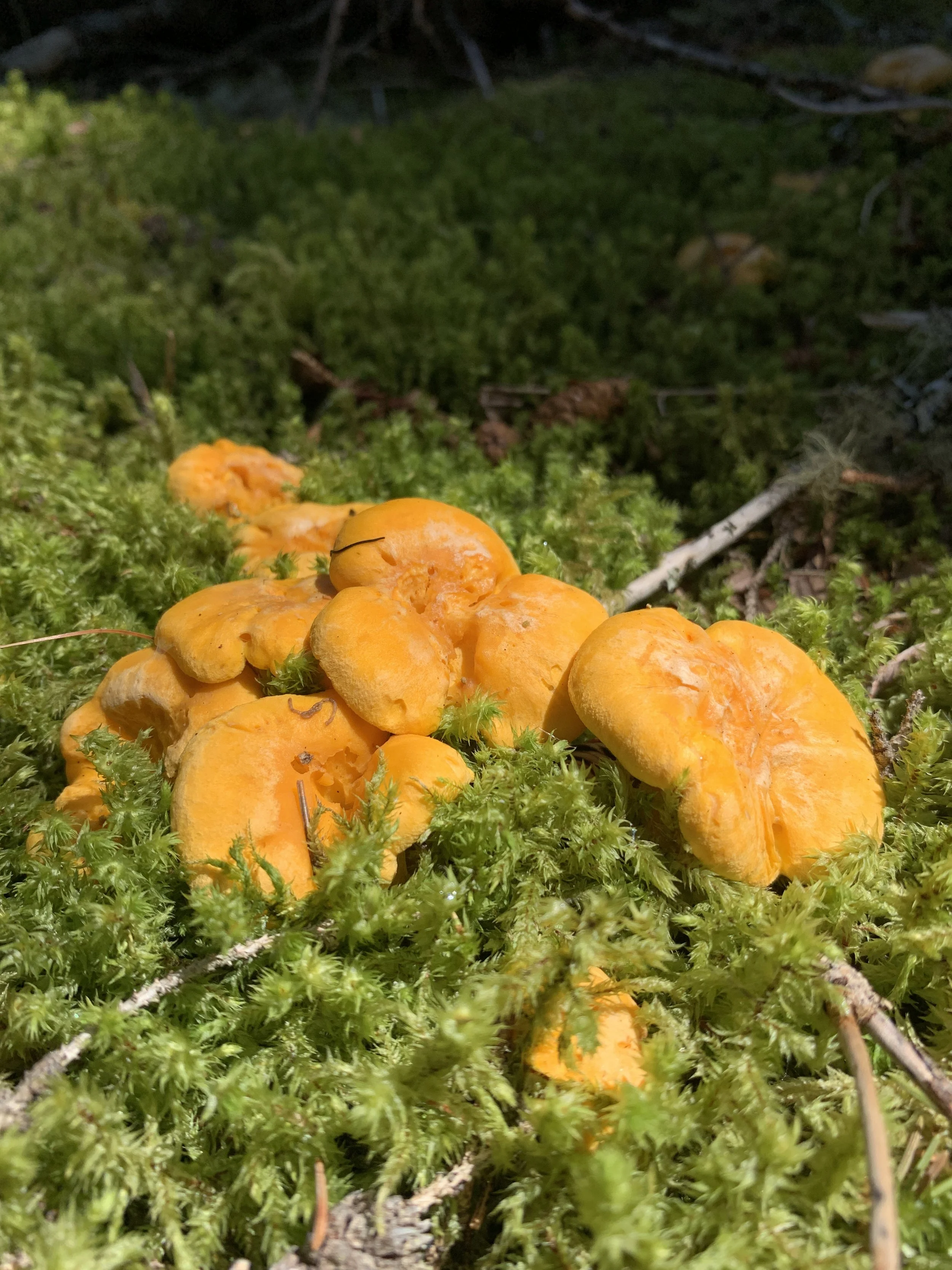Chanterelles