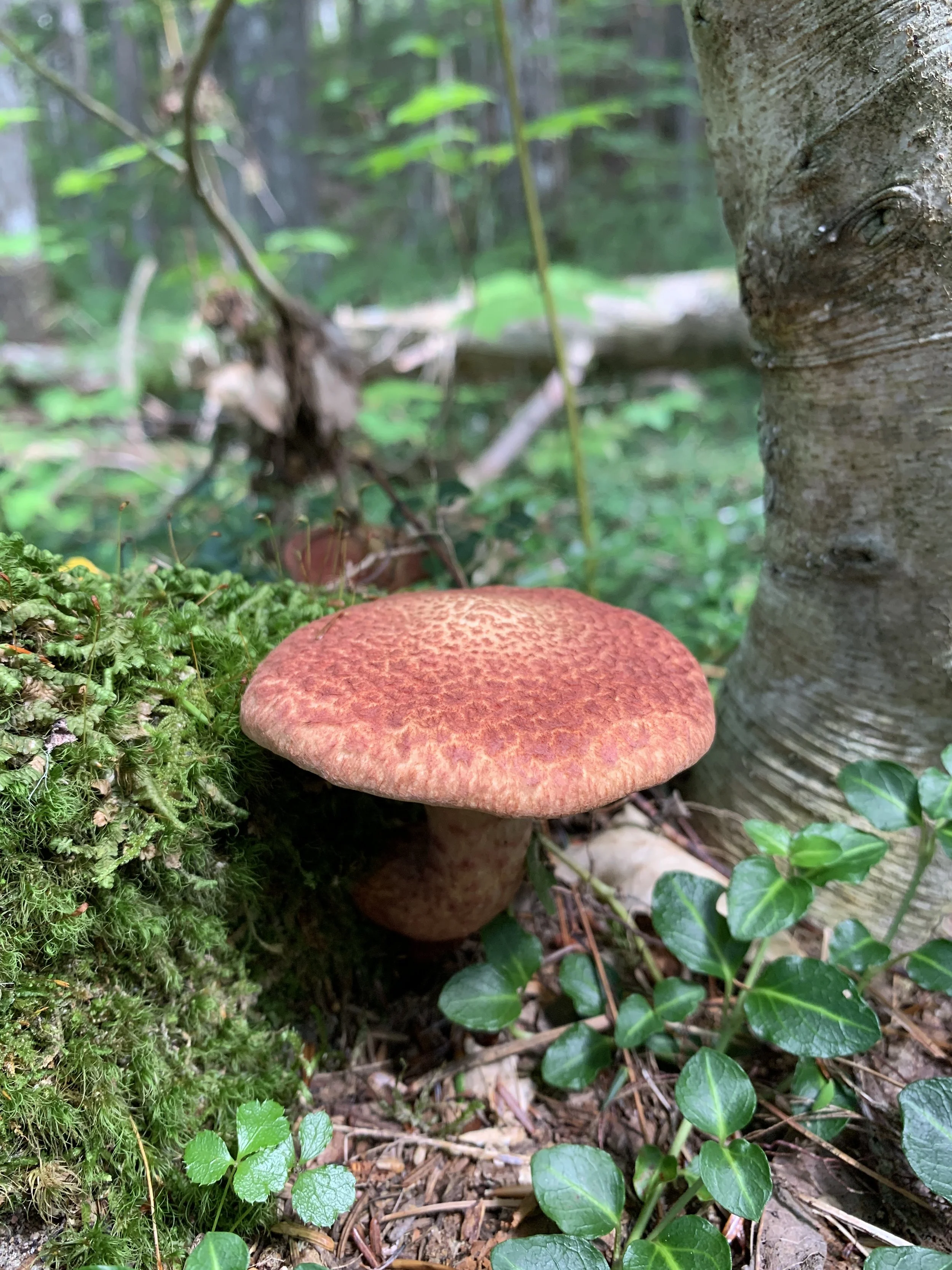 Painted Slippery Cap