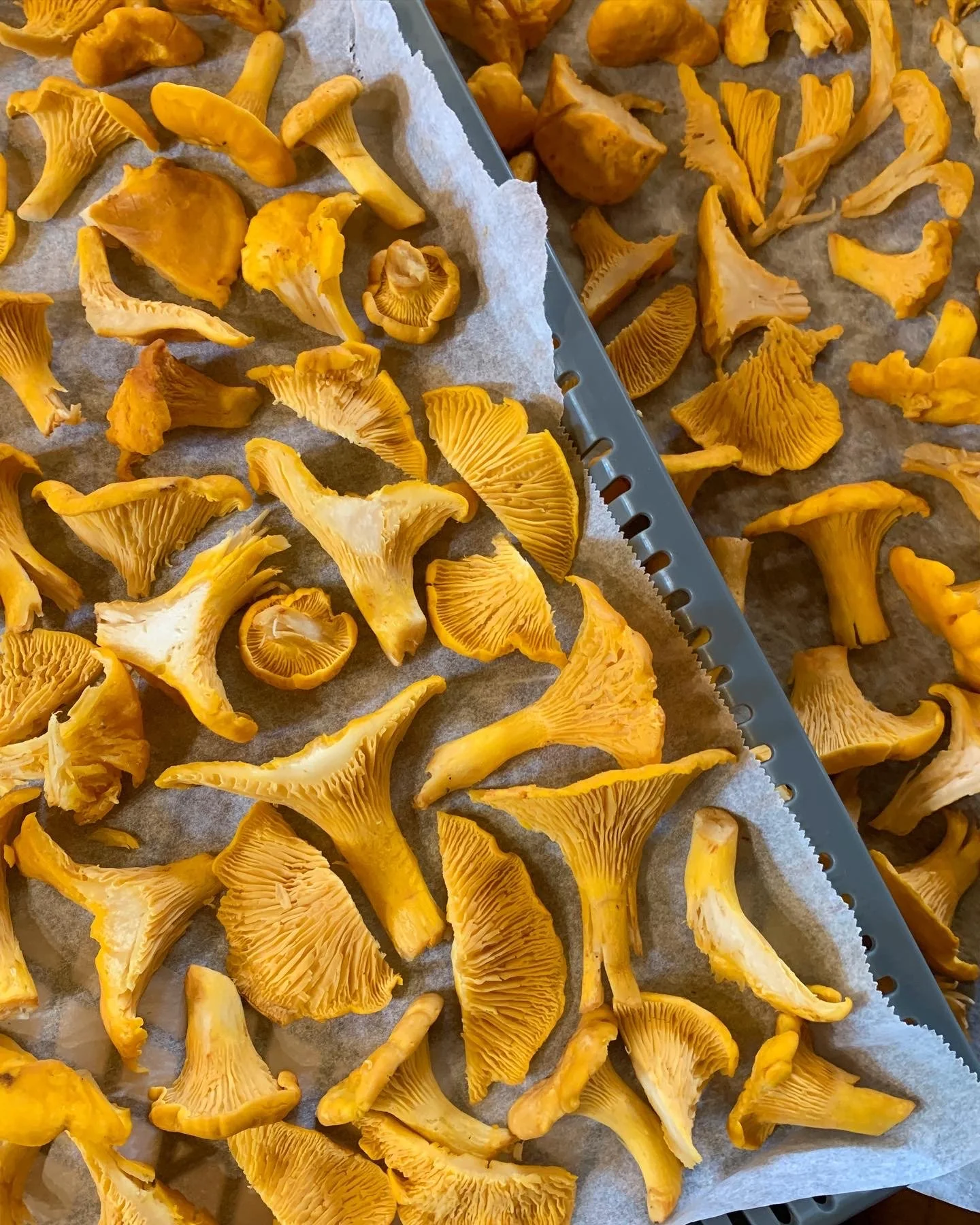 Chanterelles
