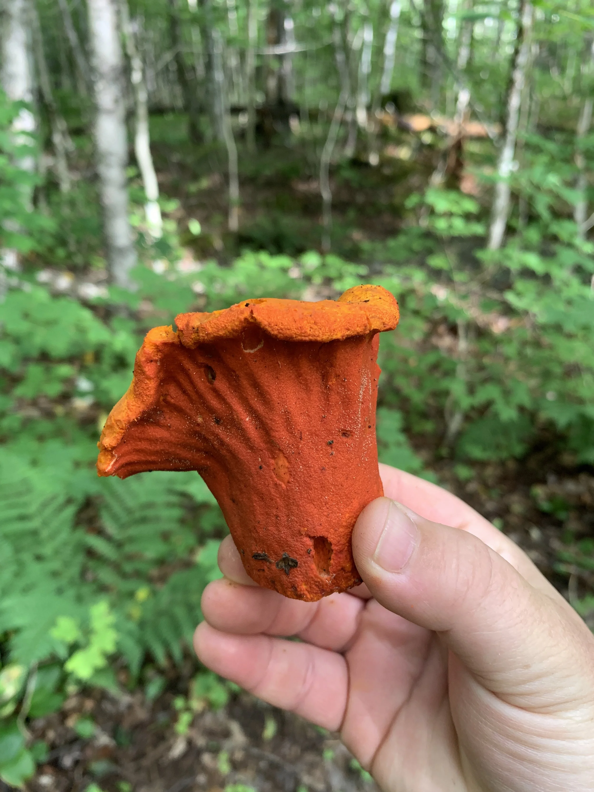 Hypomyces lactifluorum