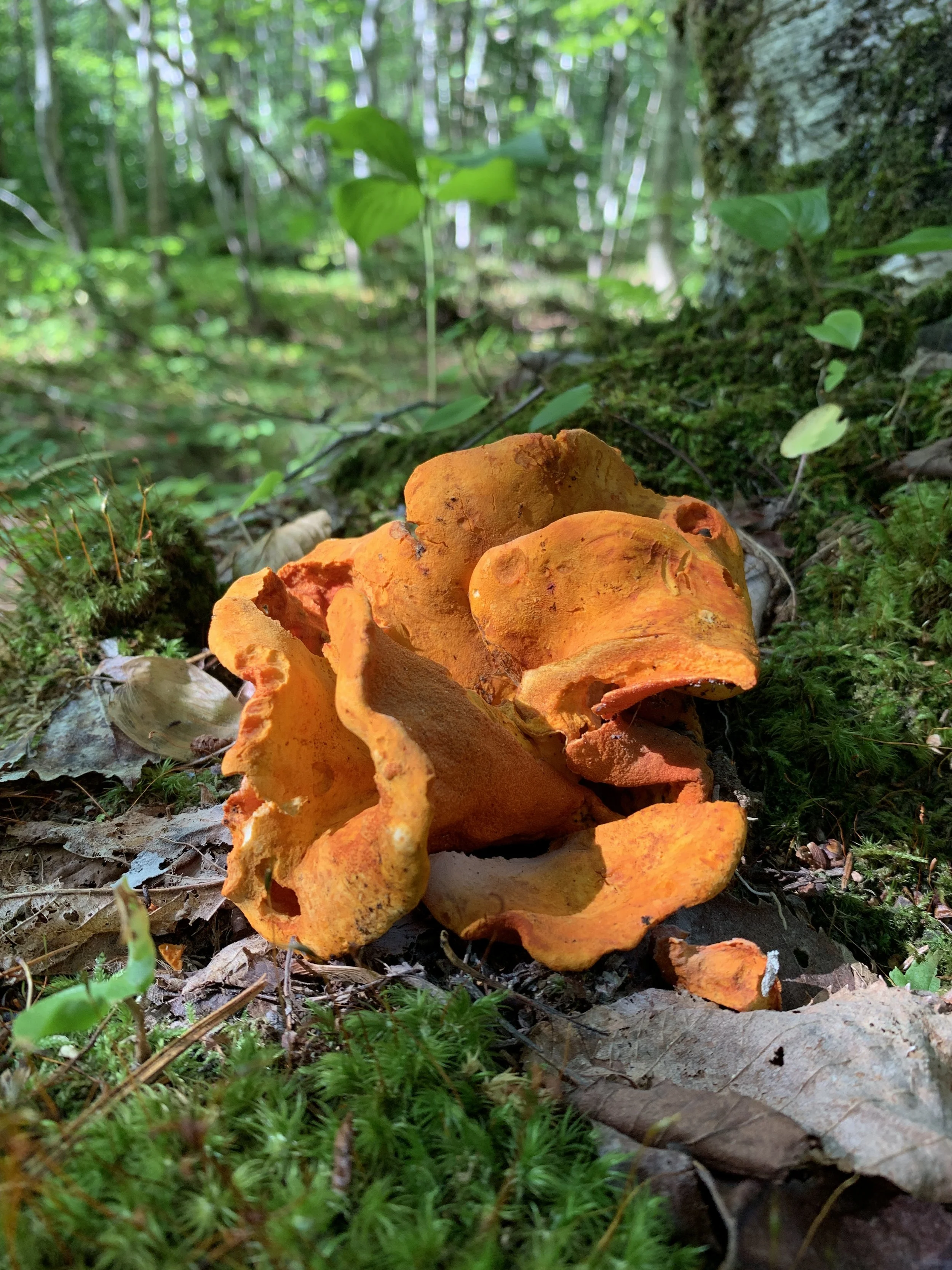 Lobster Mushroom