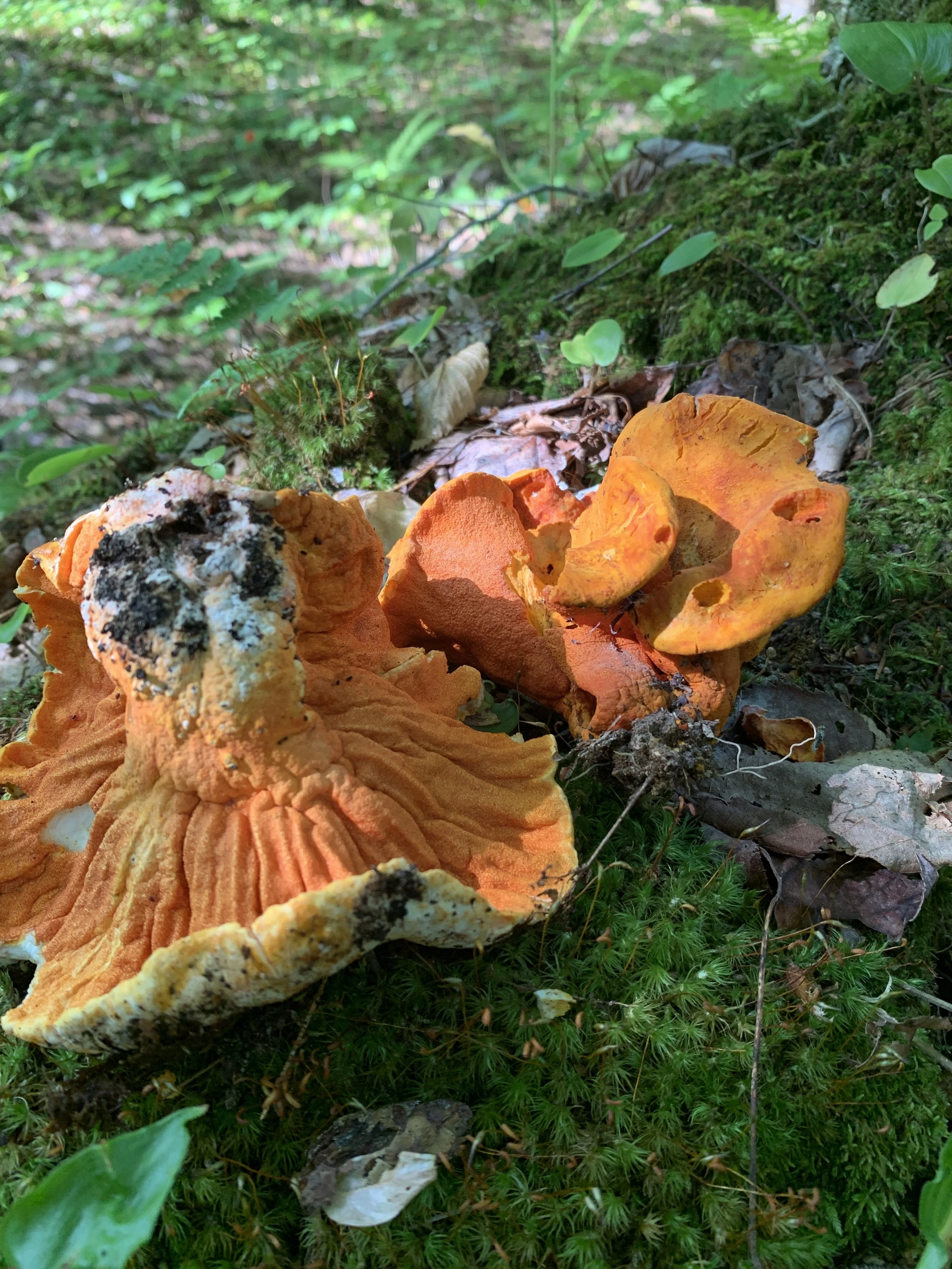 Lobster Mushroom Underside