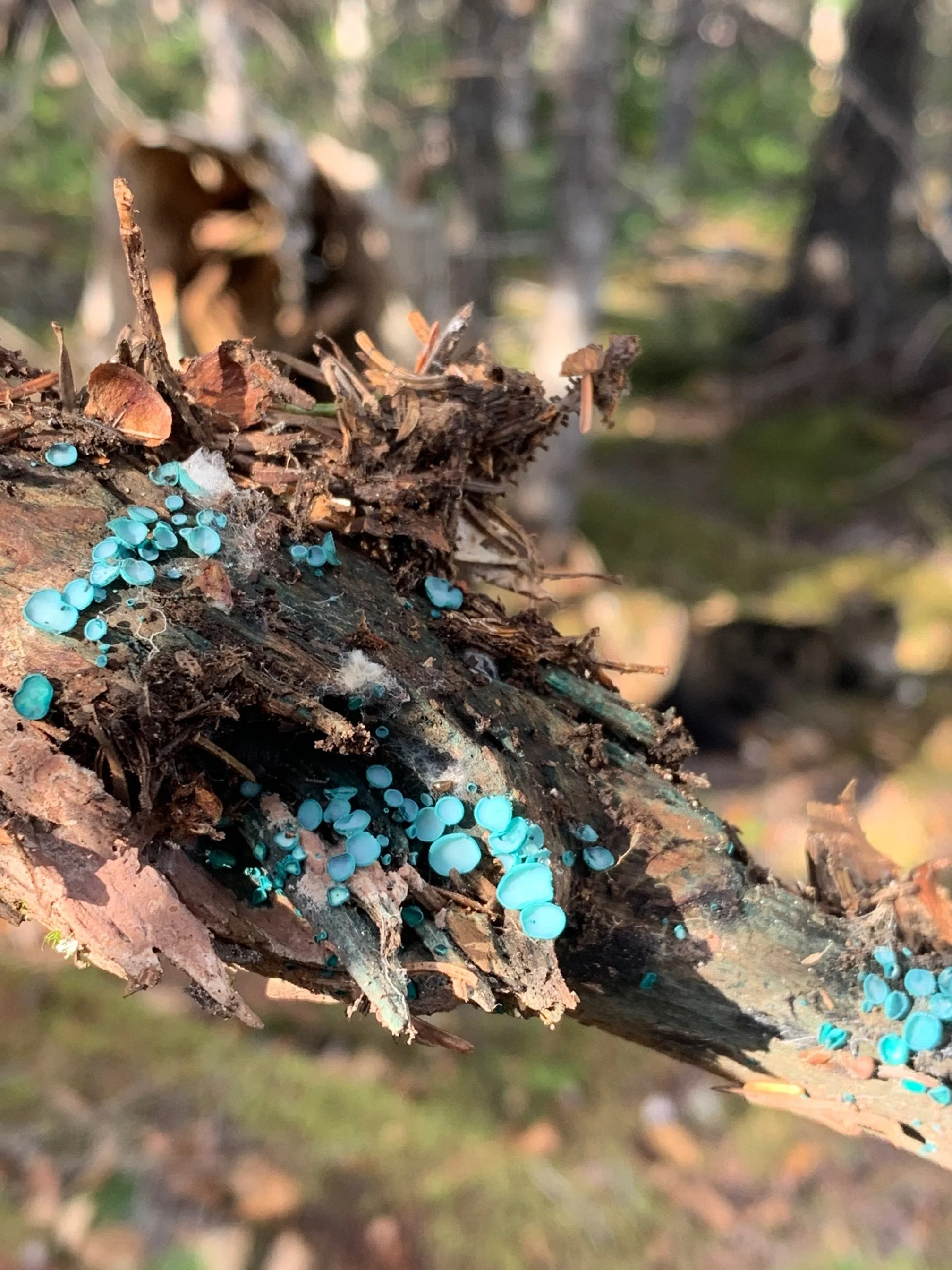 Green Elfcup