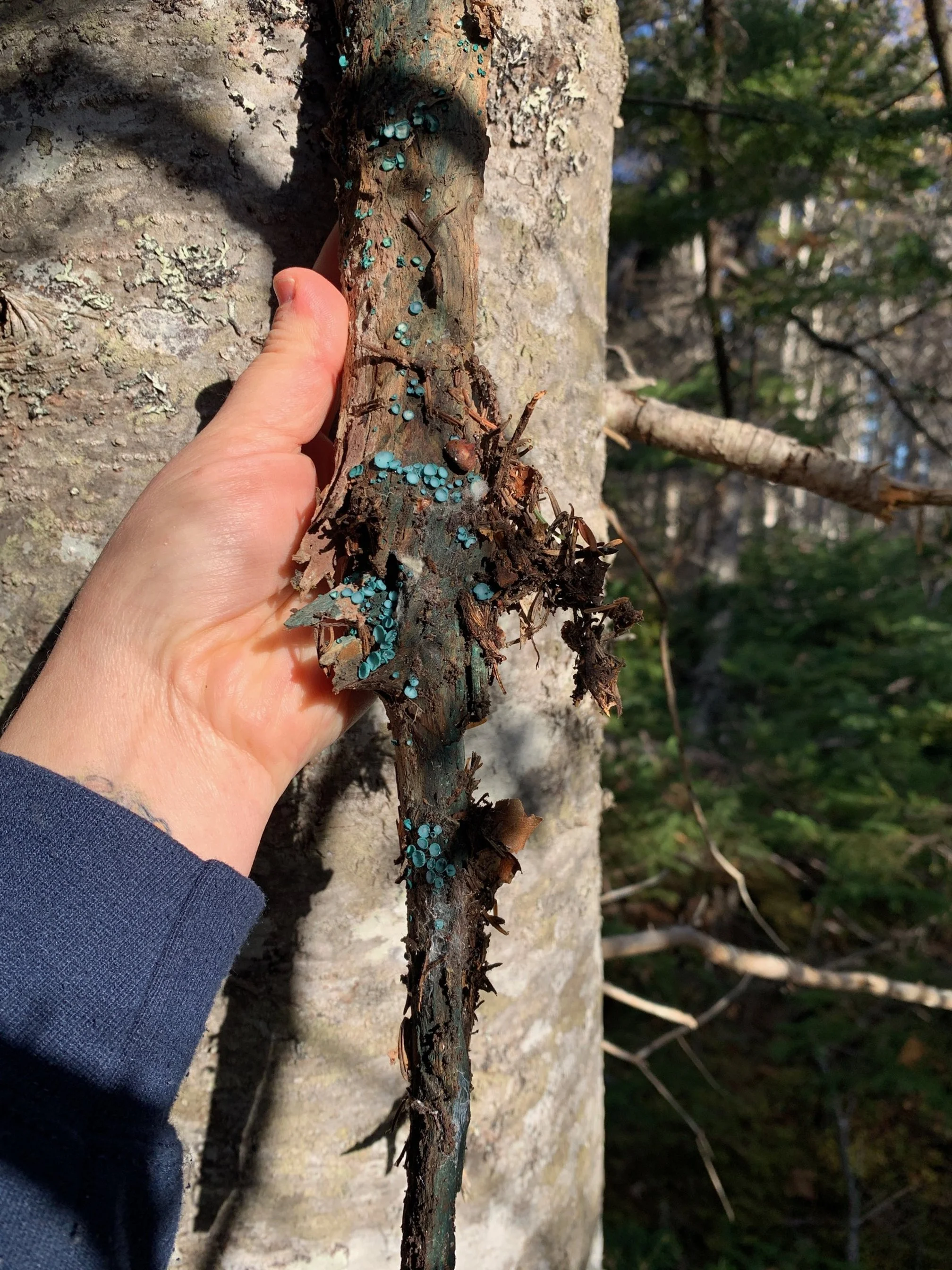 Green Elfcup