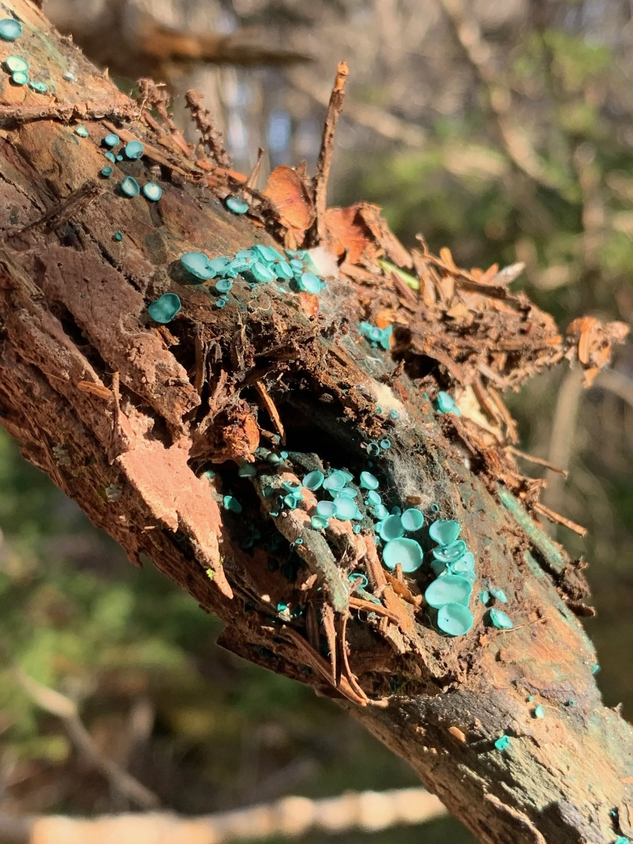 Green Elfcup - Closeup
