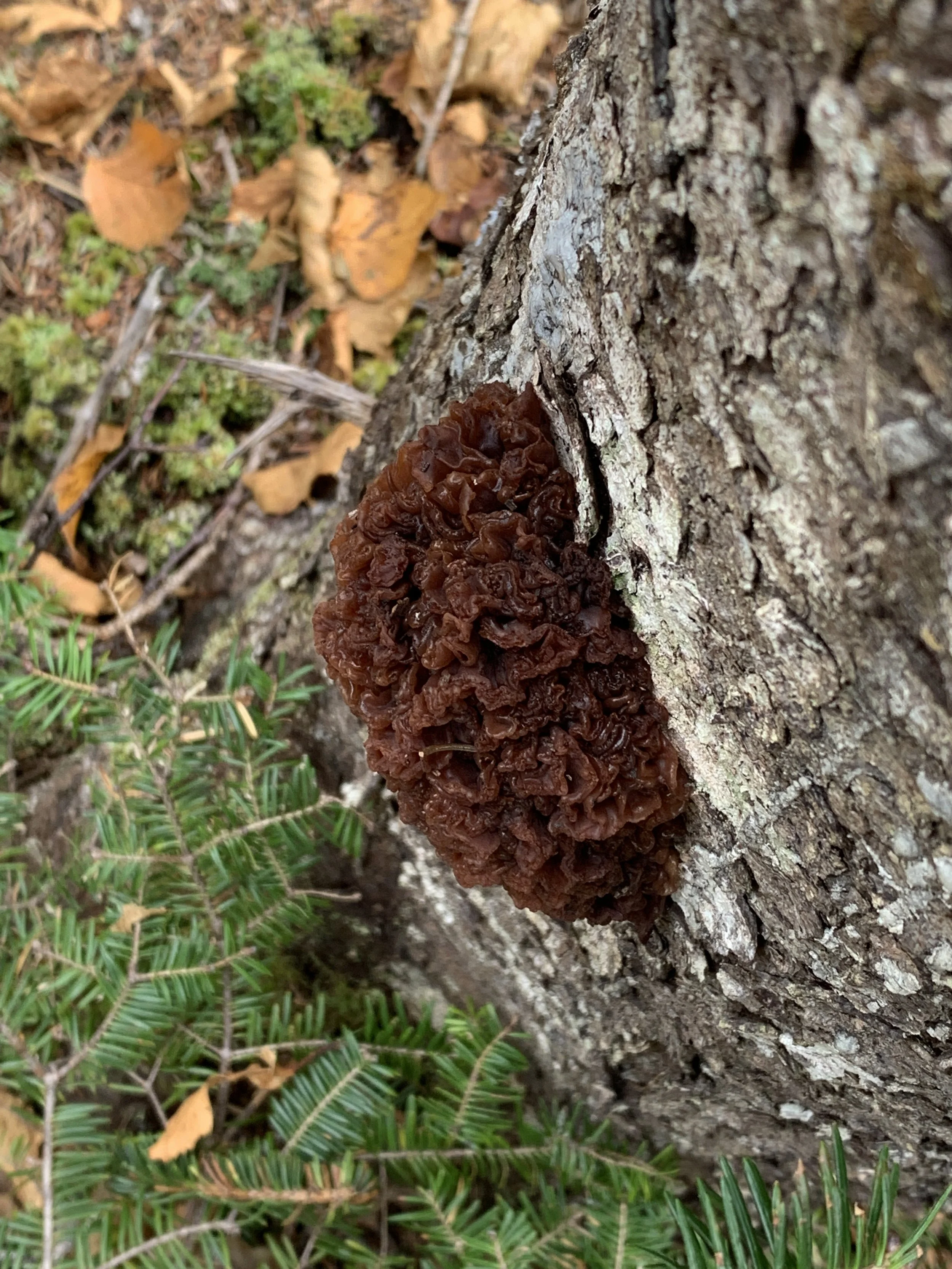 Leafy Brain Fungus