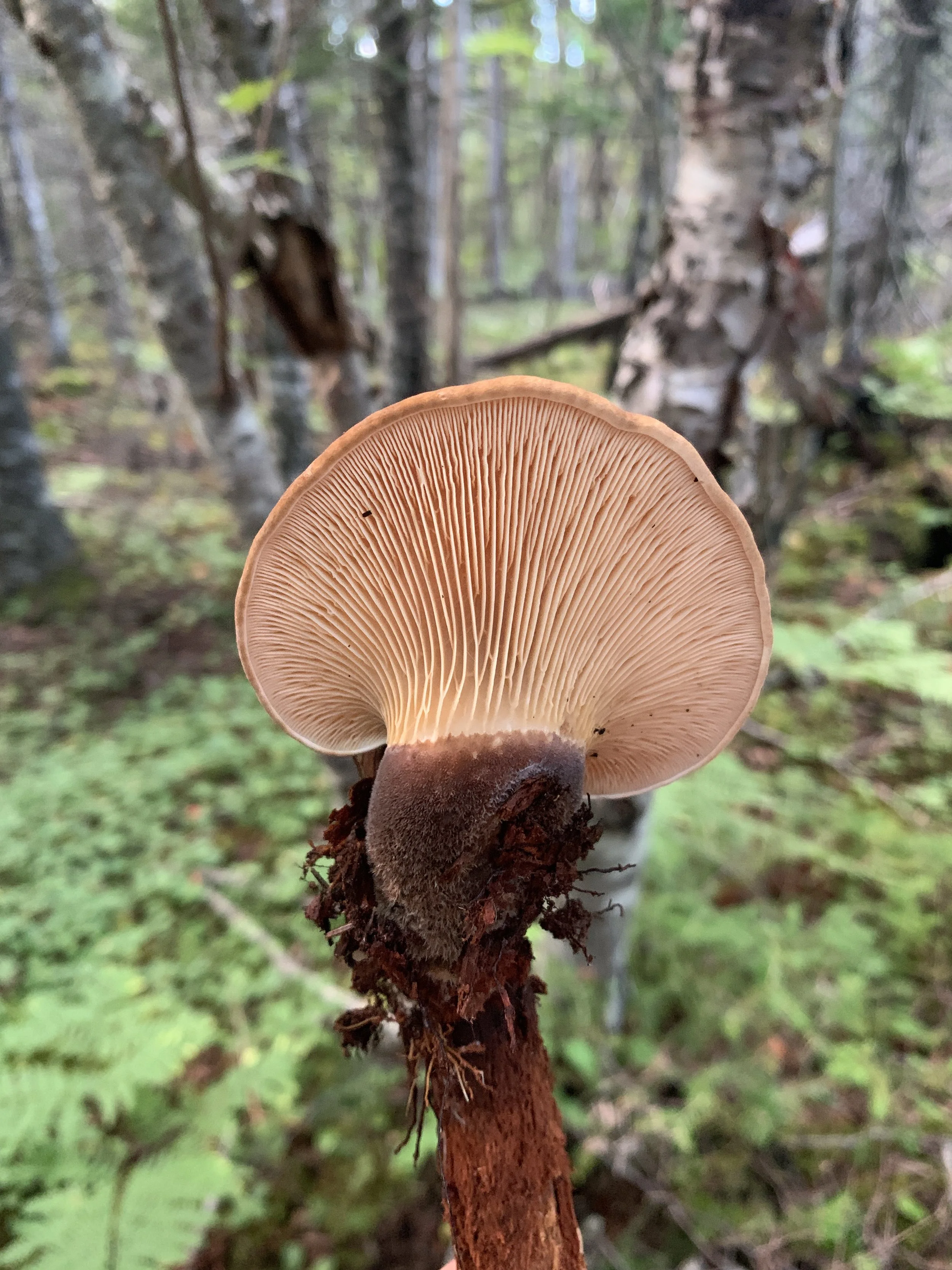 Velvet-Footed Pax