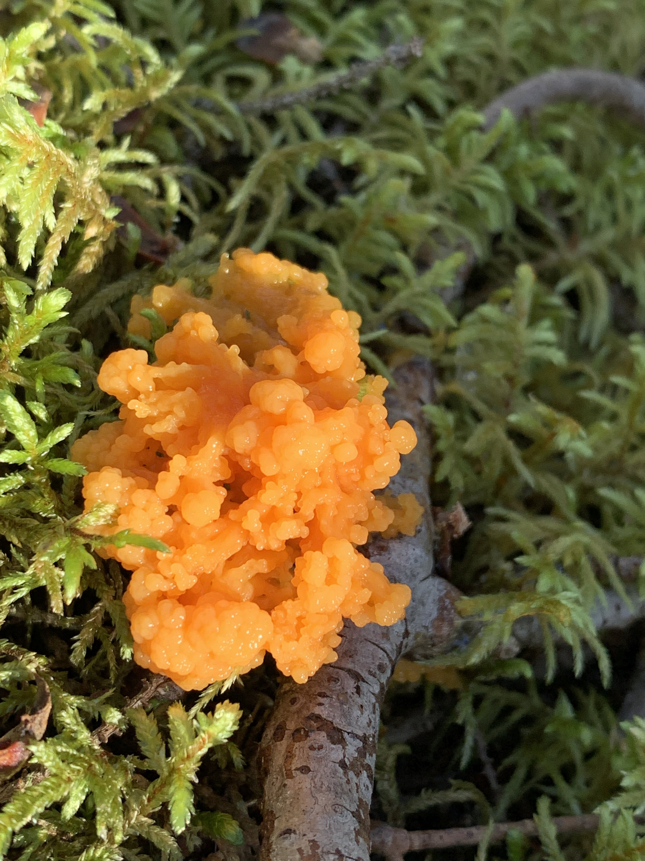Orange Slime Mould