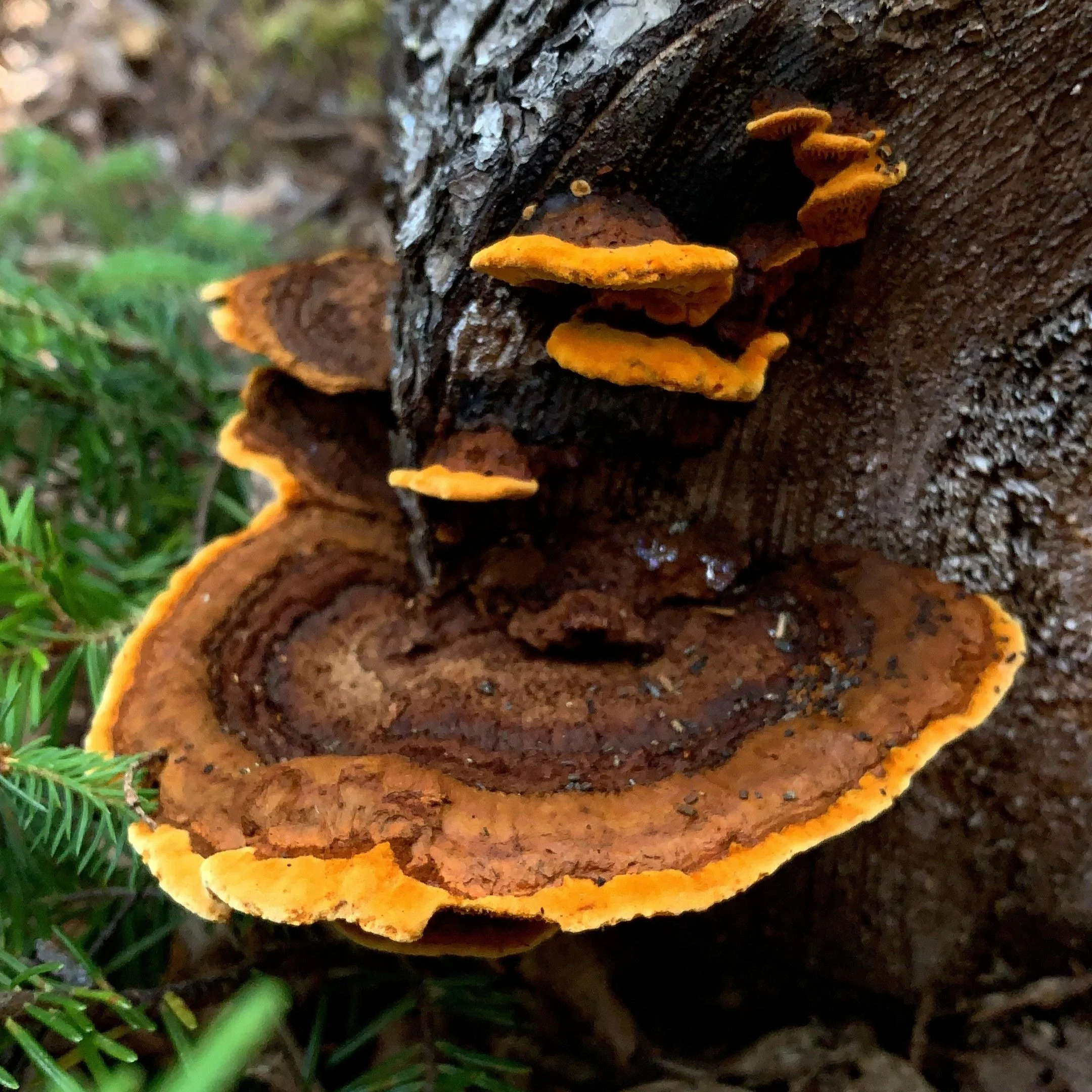 Rusty Gilled Polypore