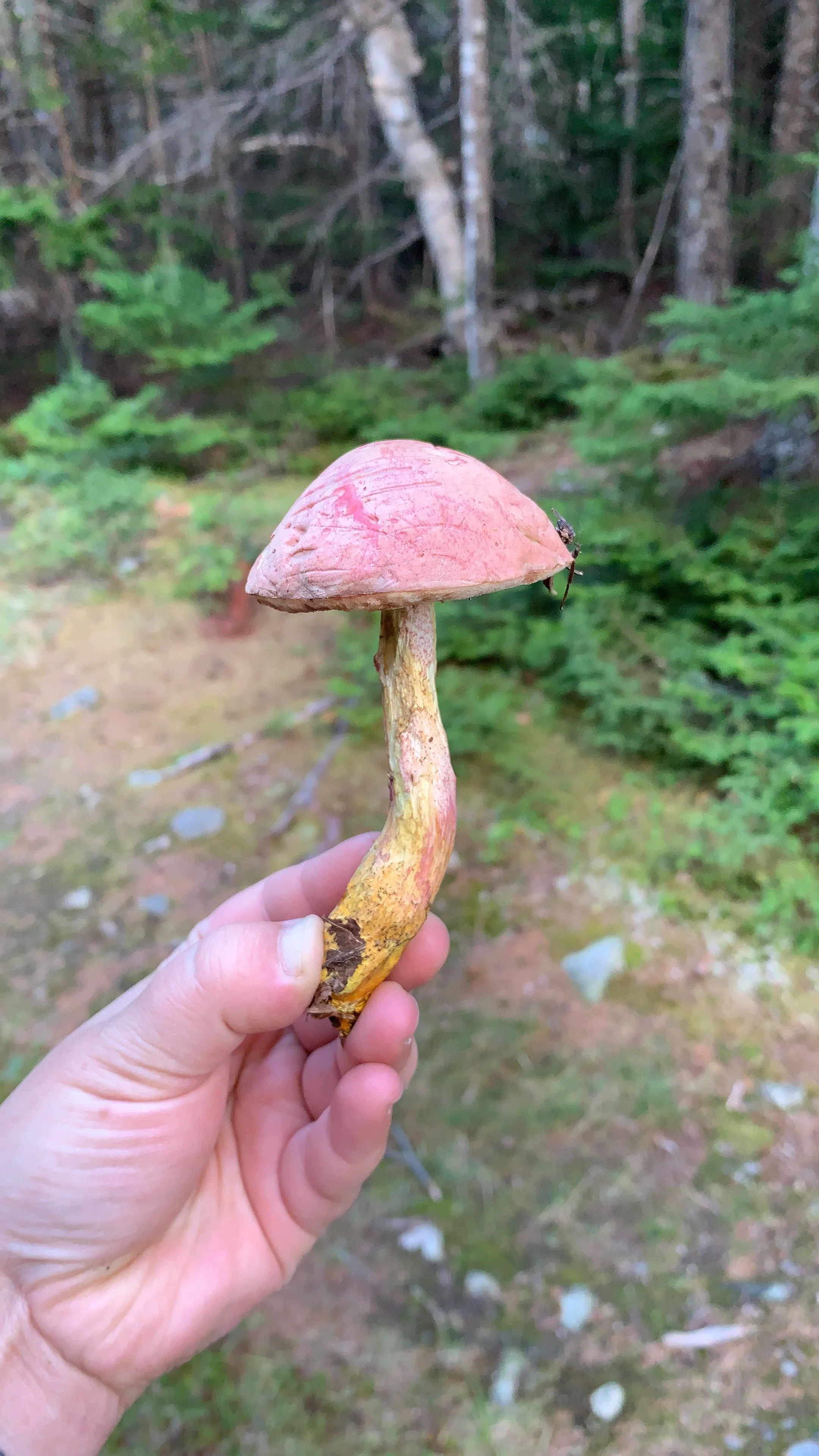 Chrome-footed Bolete