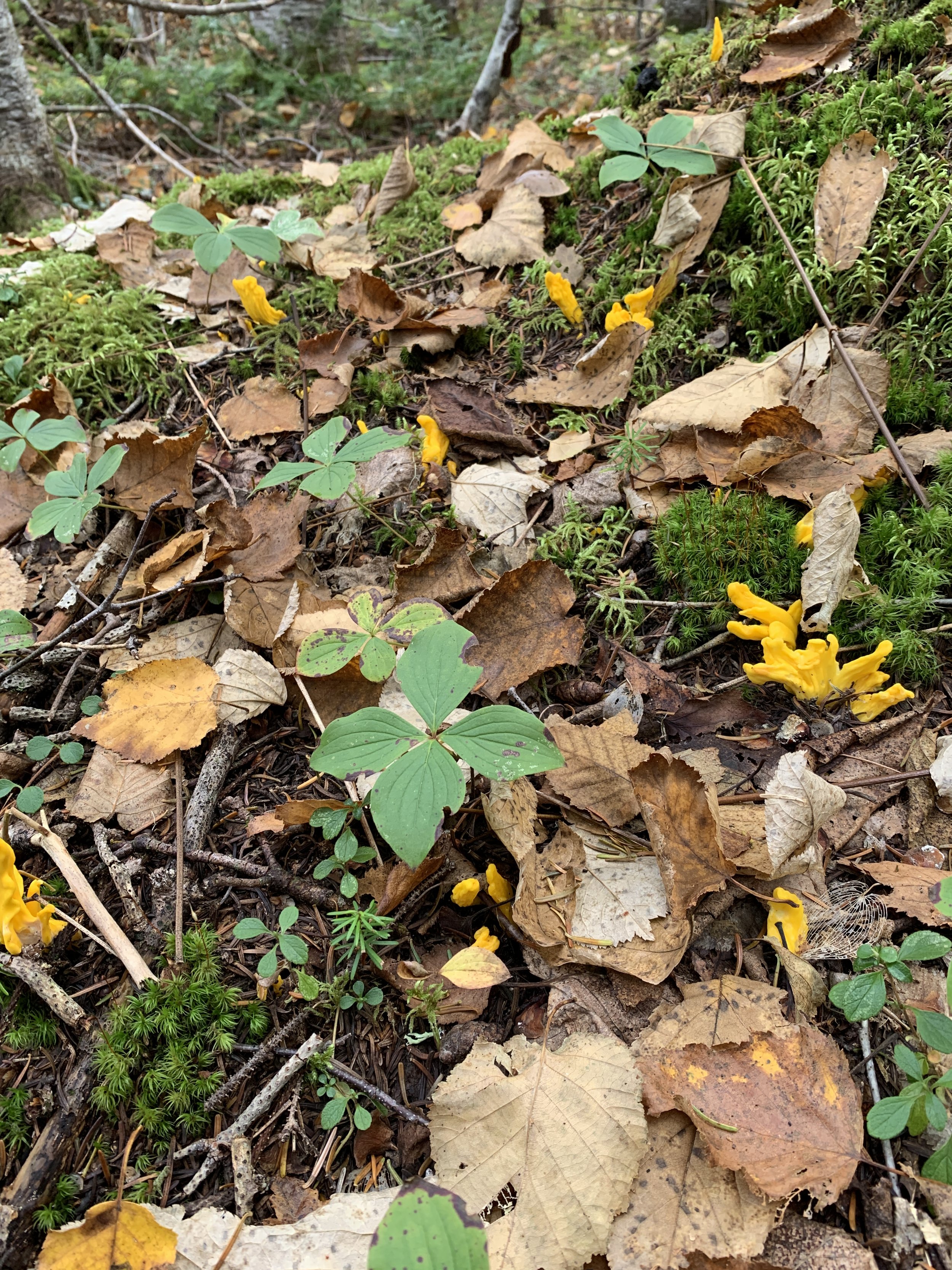 Irregular Earth Tongues