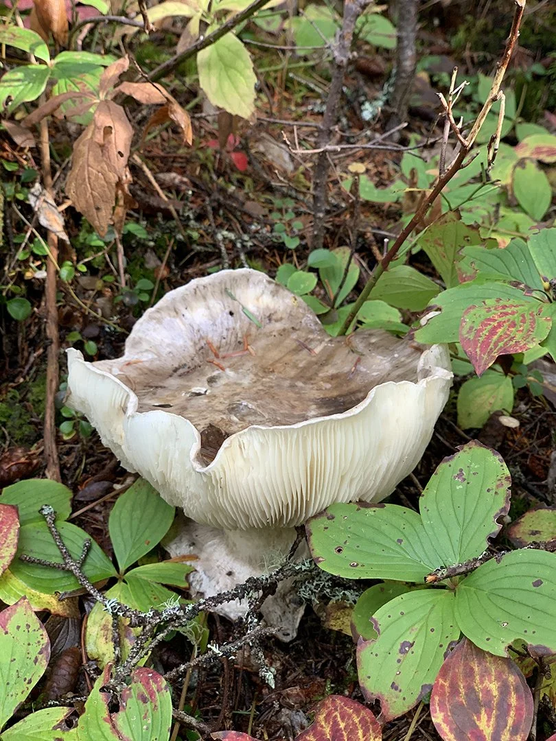 Swollen-Stalked Cat Fungus