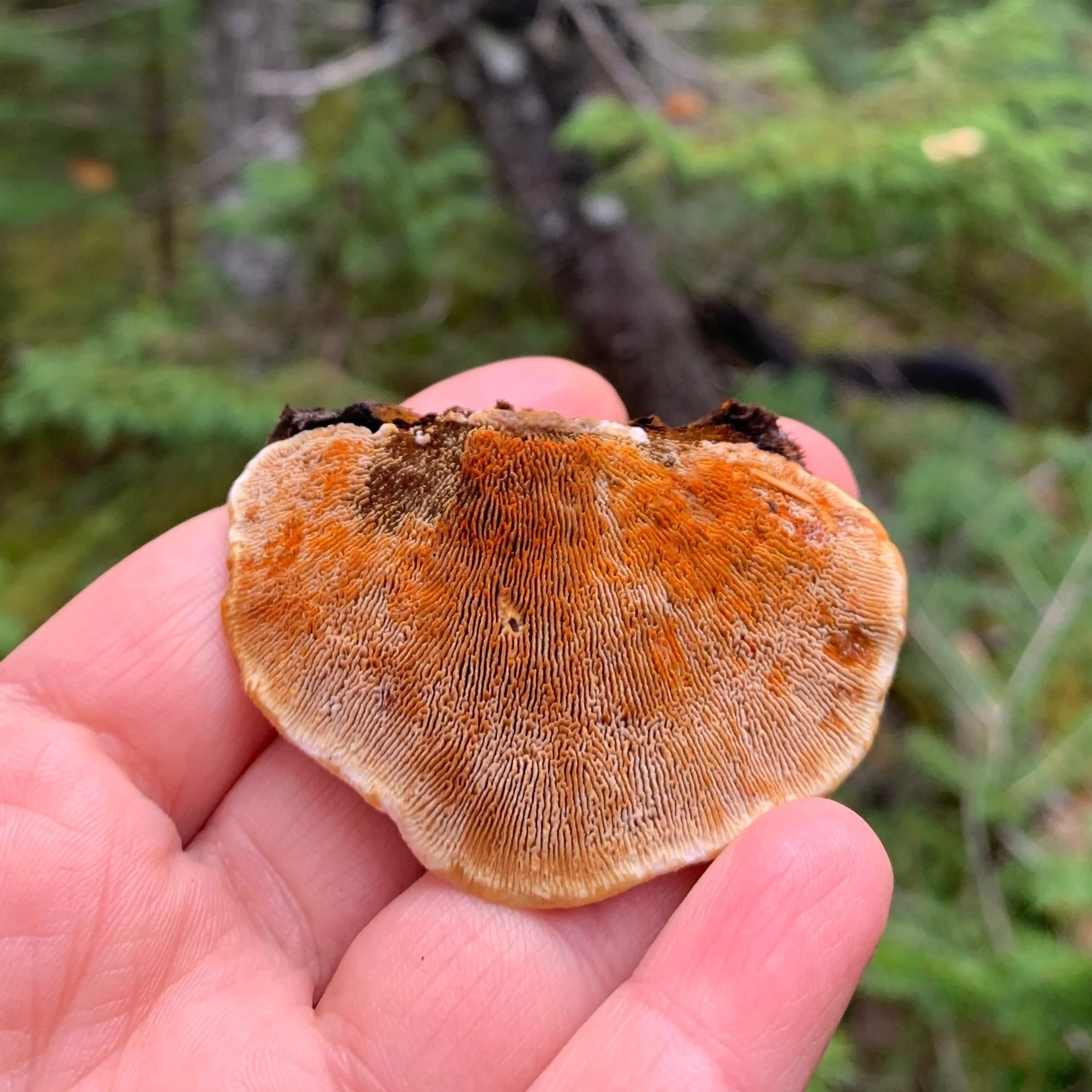 Rusty Gilled Polypore