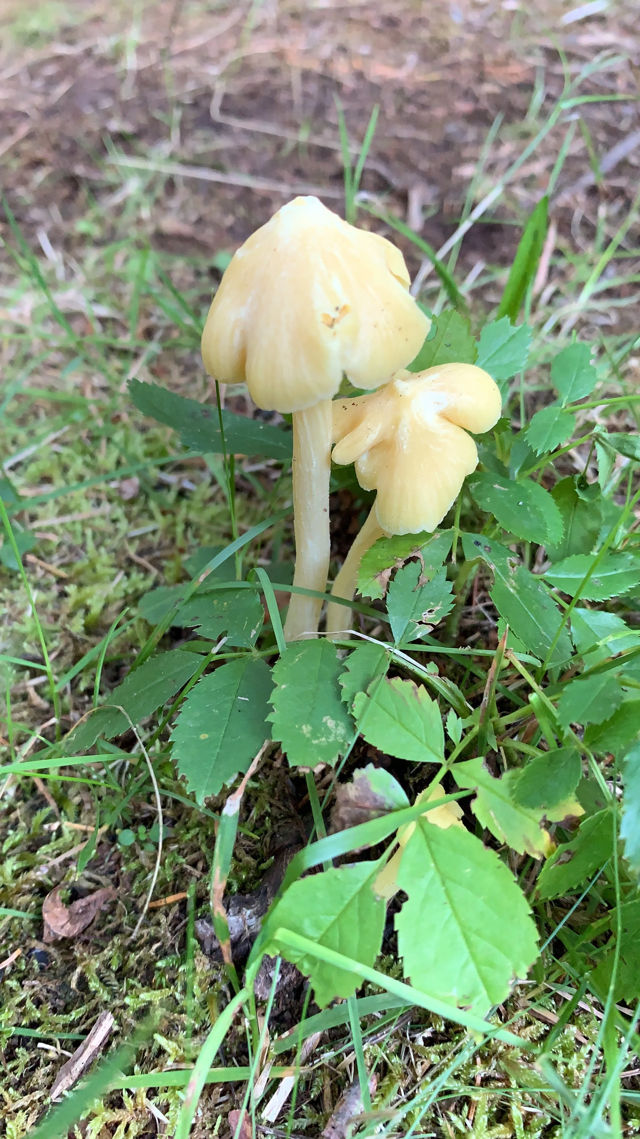 Yellow Unicorn Entoloma