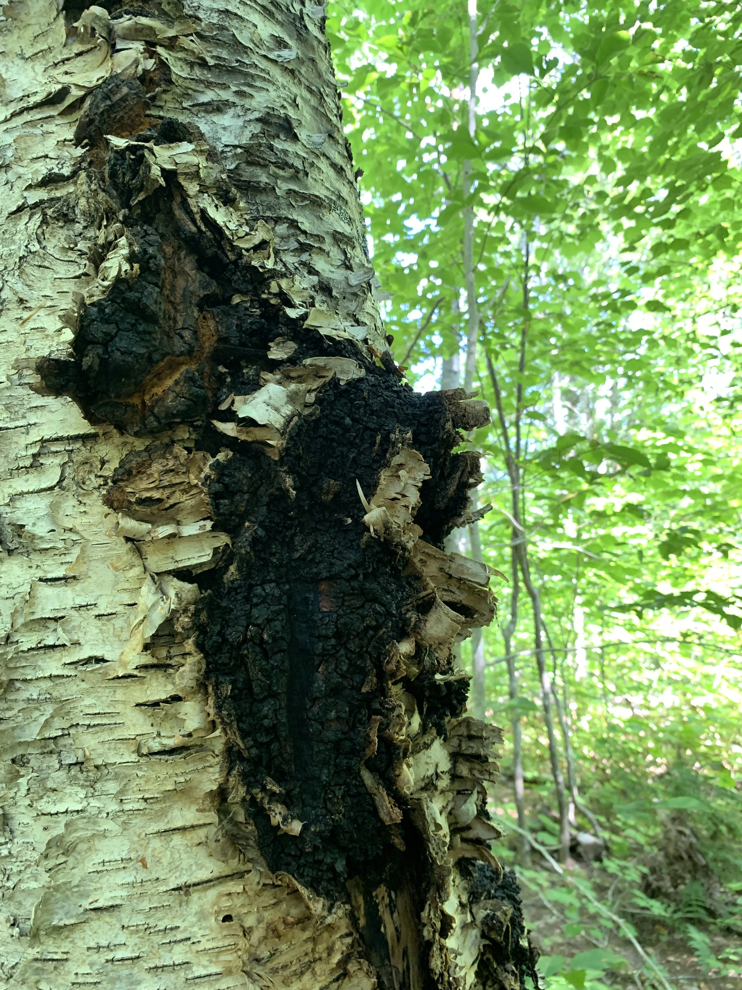 Chaga