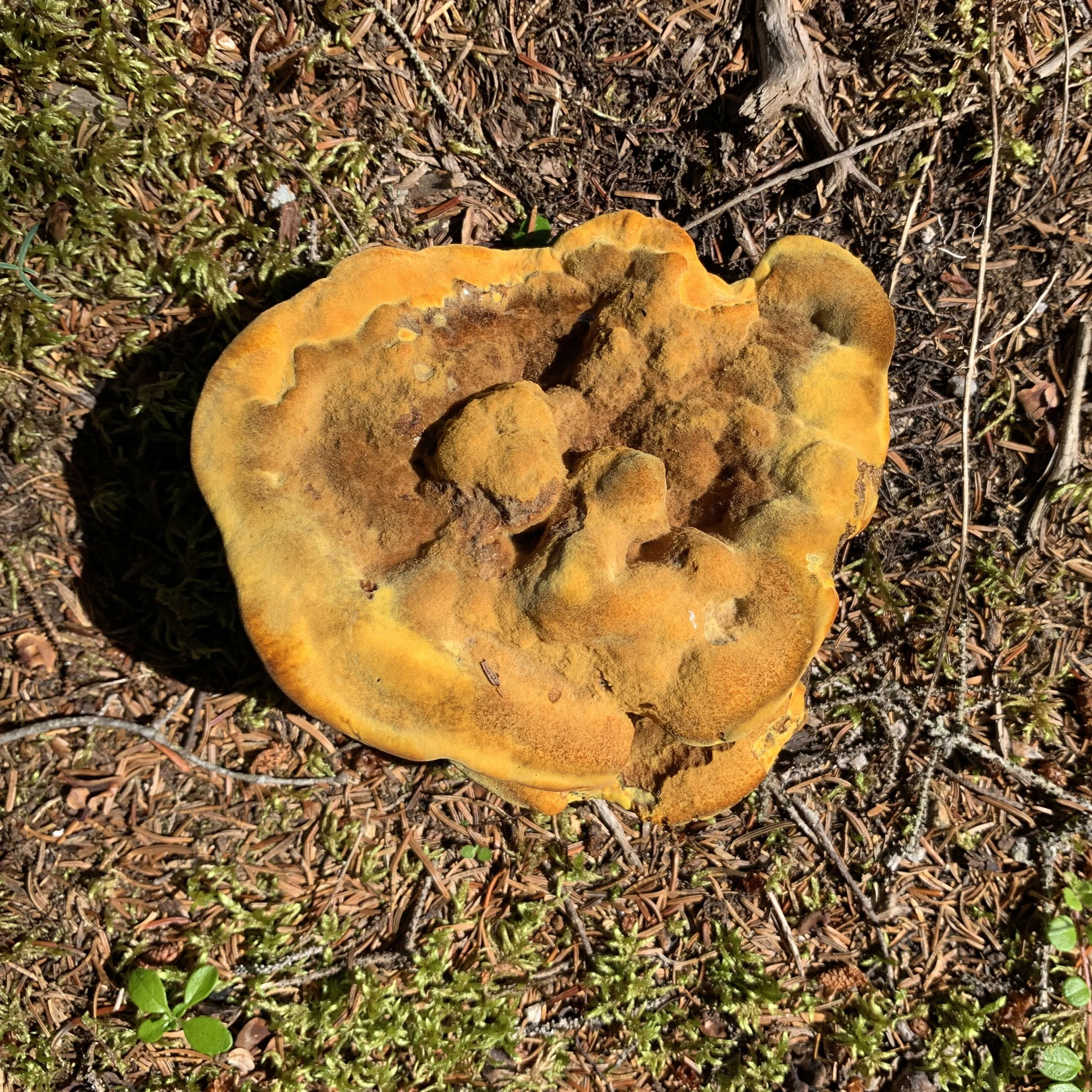 Dyer's Polypore