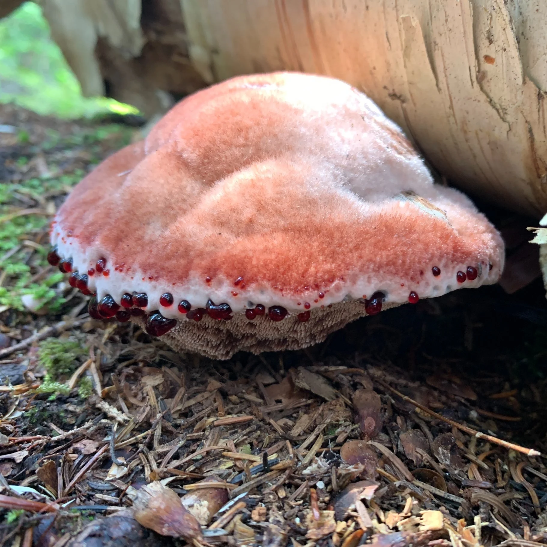 Red-Juice Tooth
