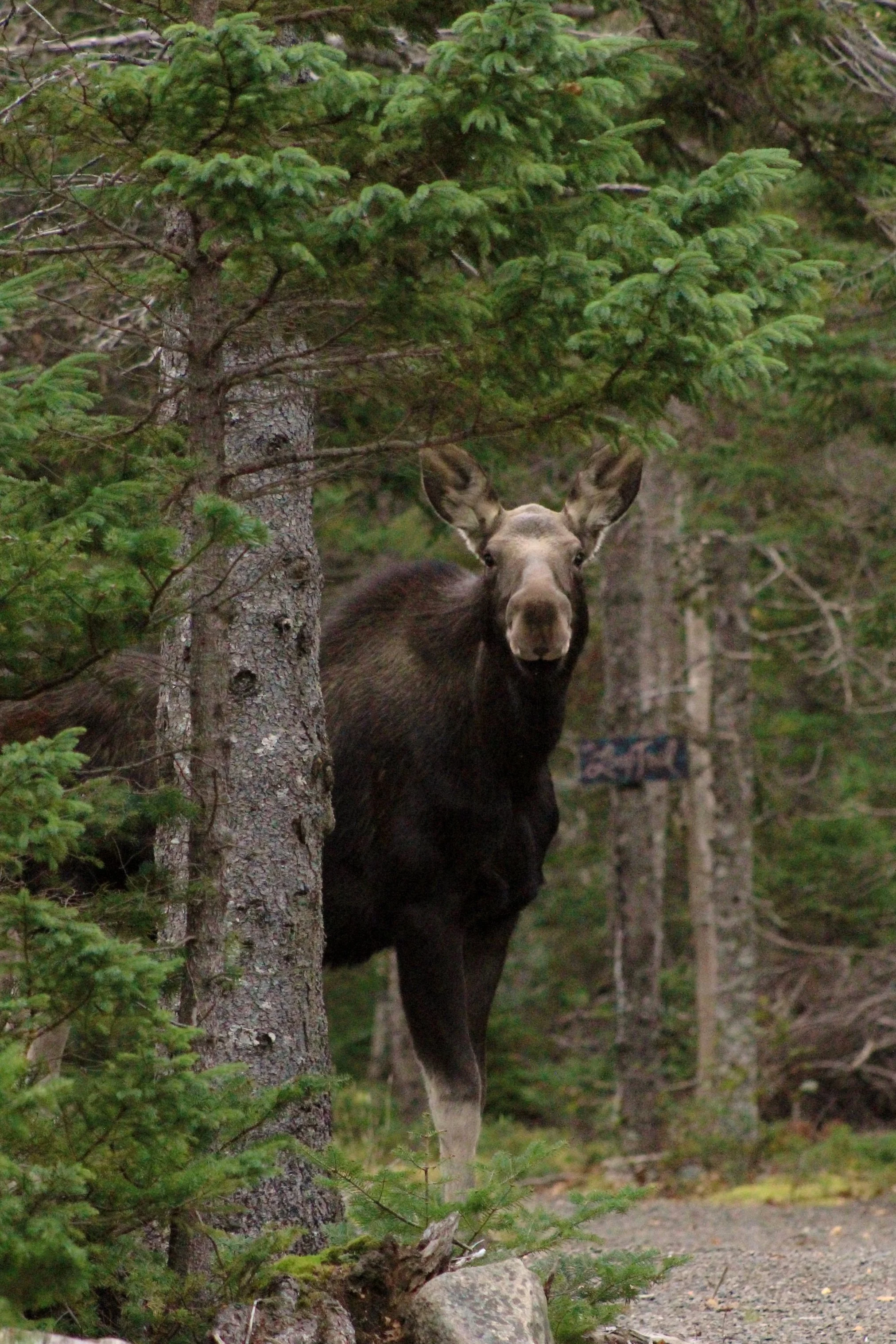 WILDLIFE VISITORS