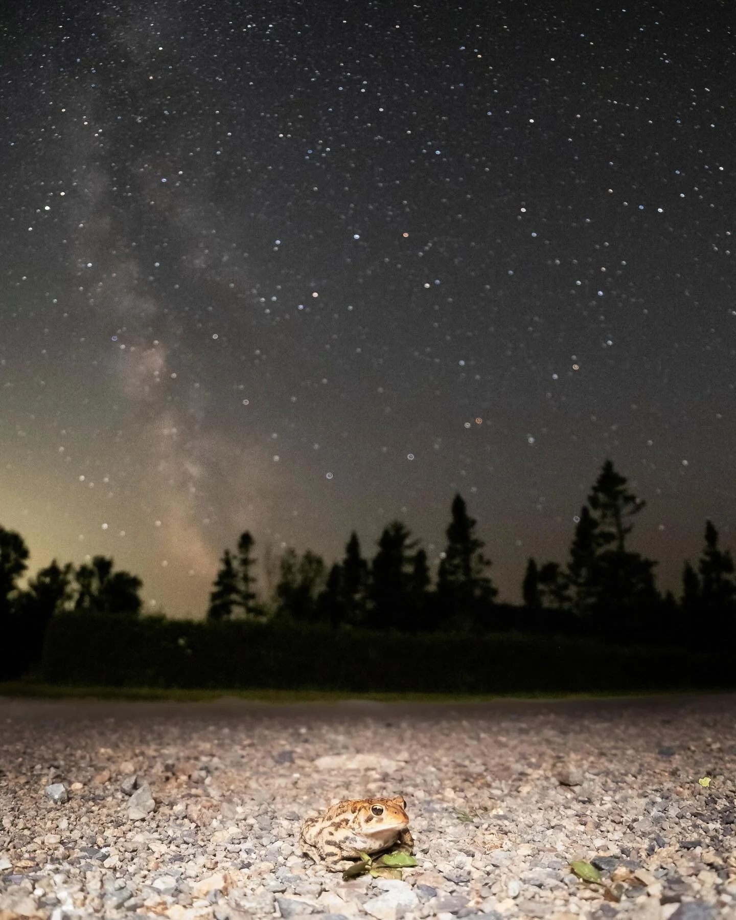 Toads and stars ✨ the magic of summer 
📸 @mattchisholmm