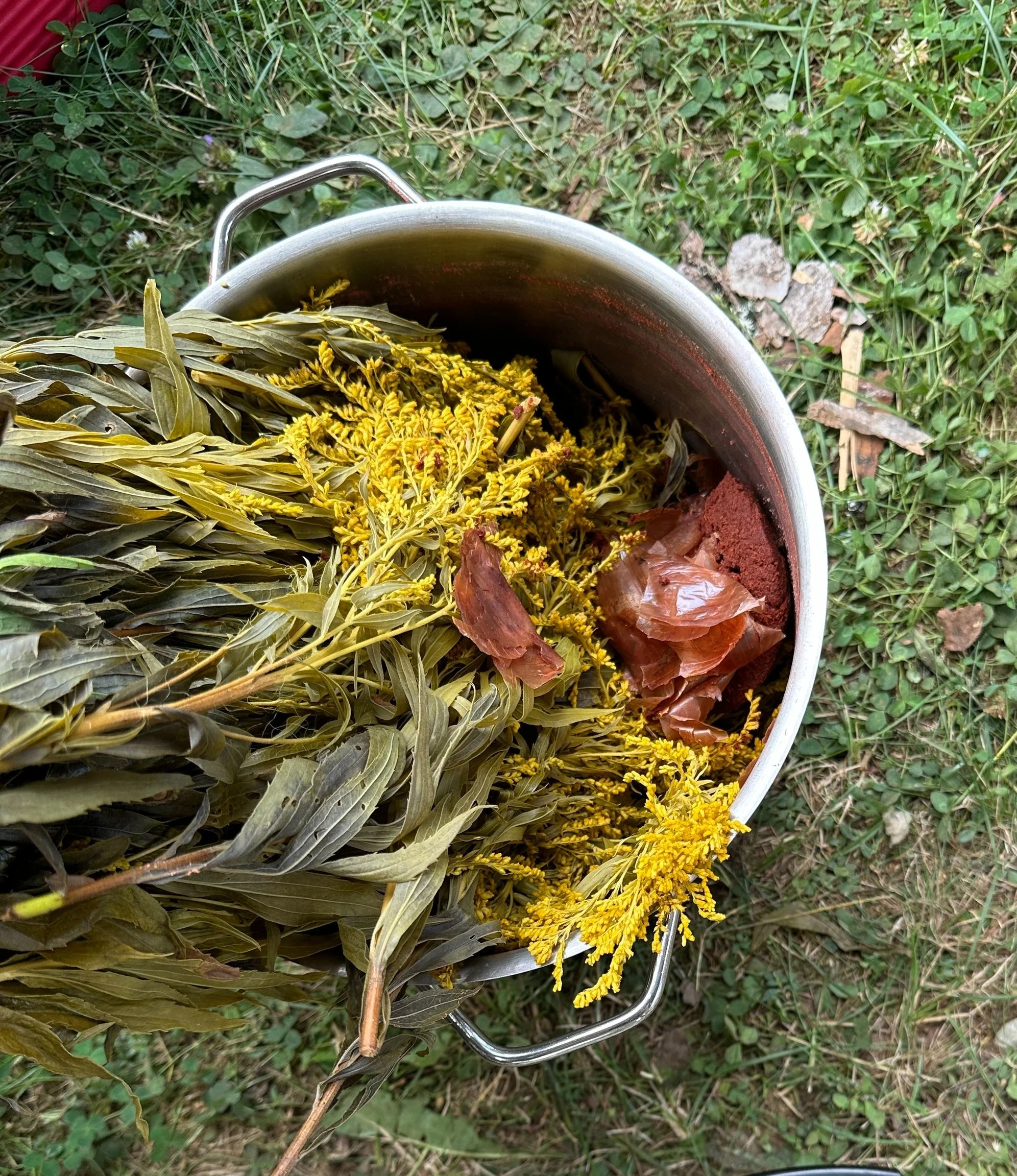 Golden Rod &amp; Onion Skins
