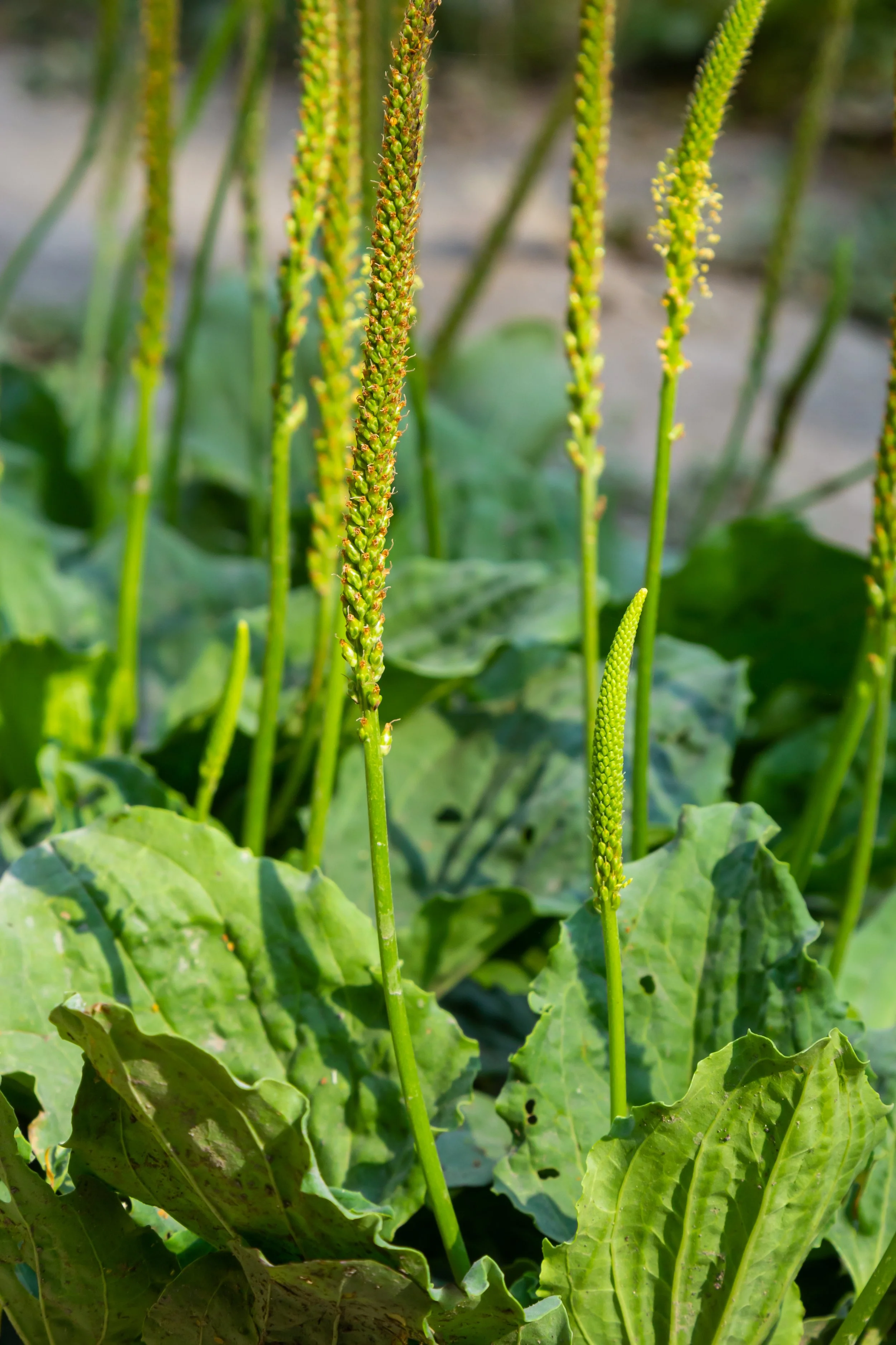PLANTAIN SEED ‘PEANUT BUTTER’