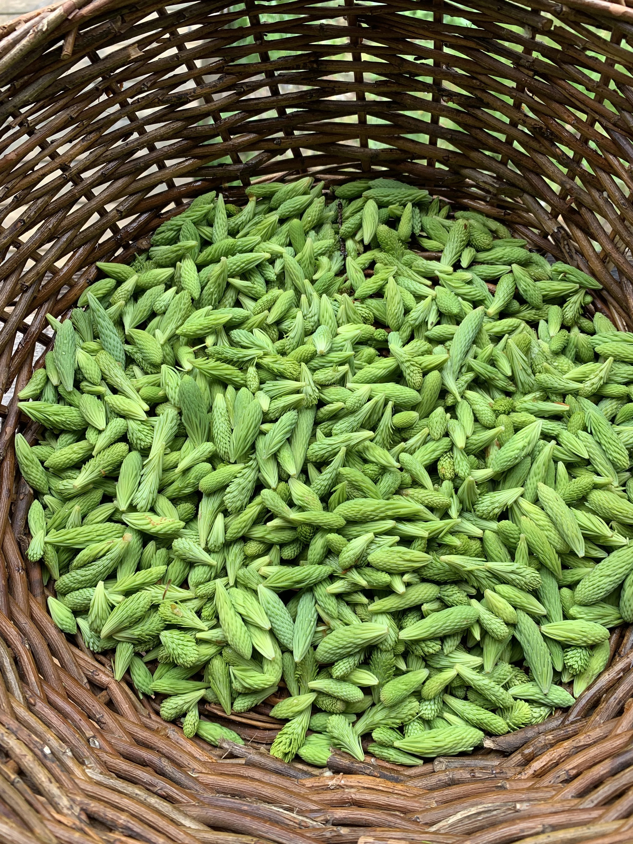 SPRUCE TIPS