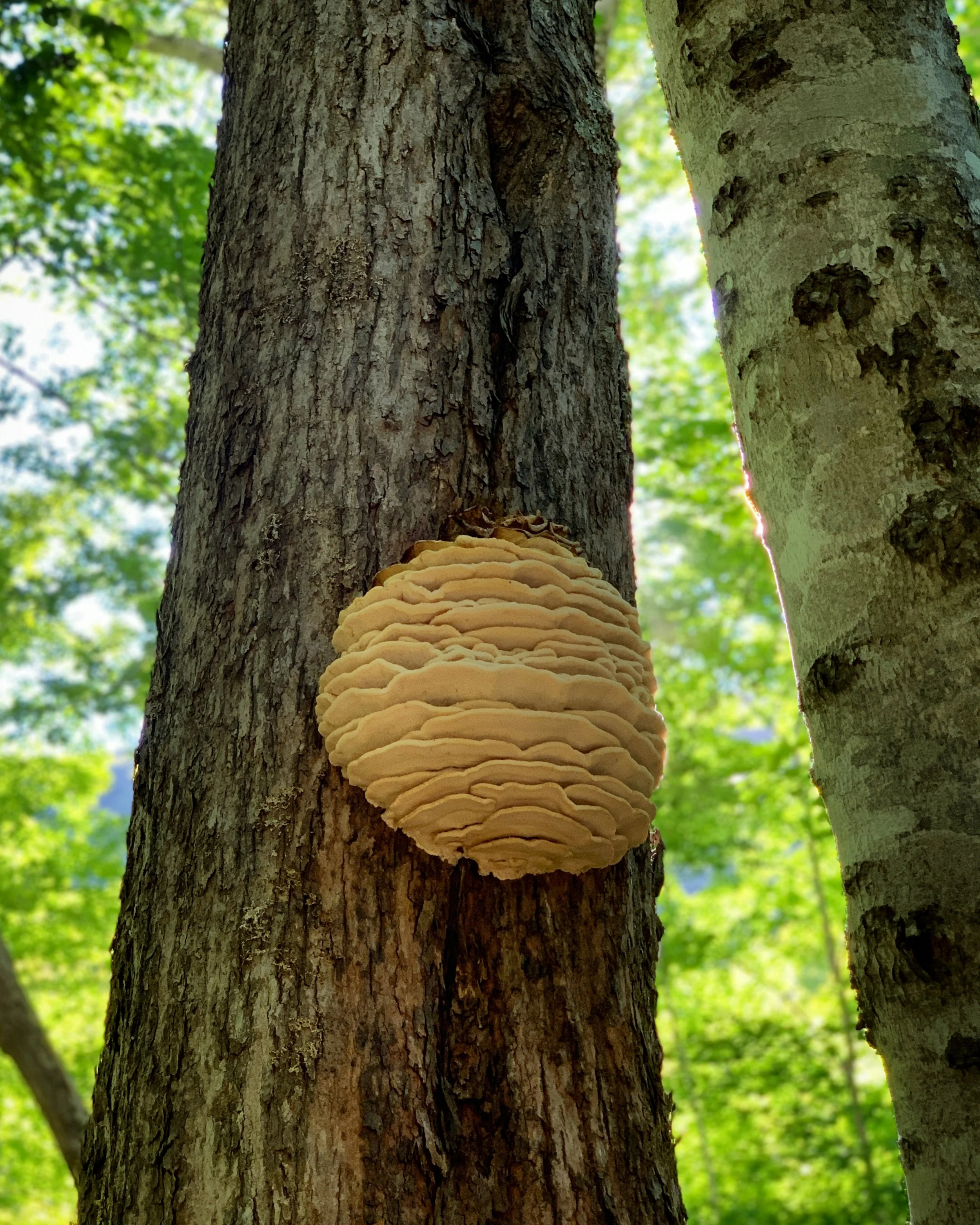 Comb Tooth Fungus