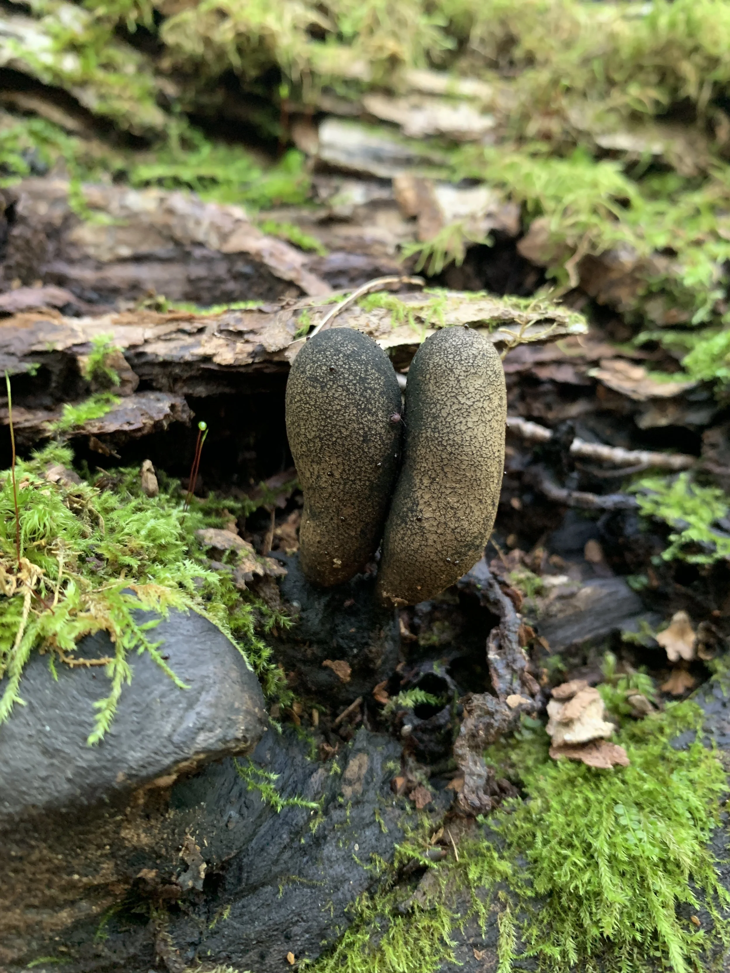 Dead Man's Fingers