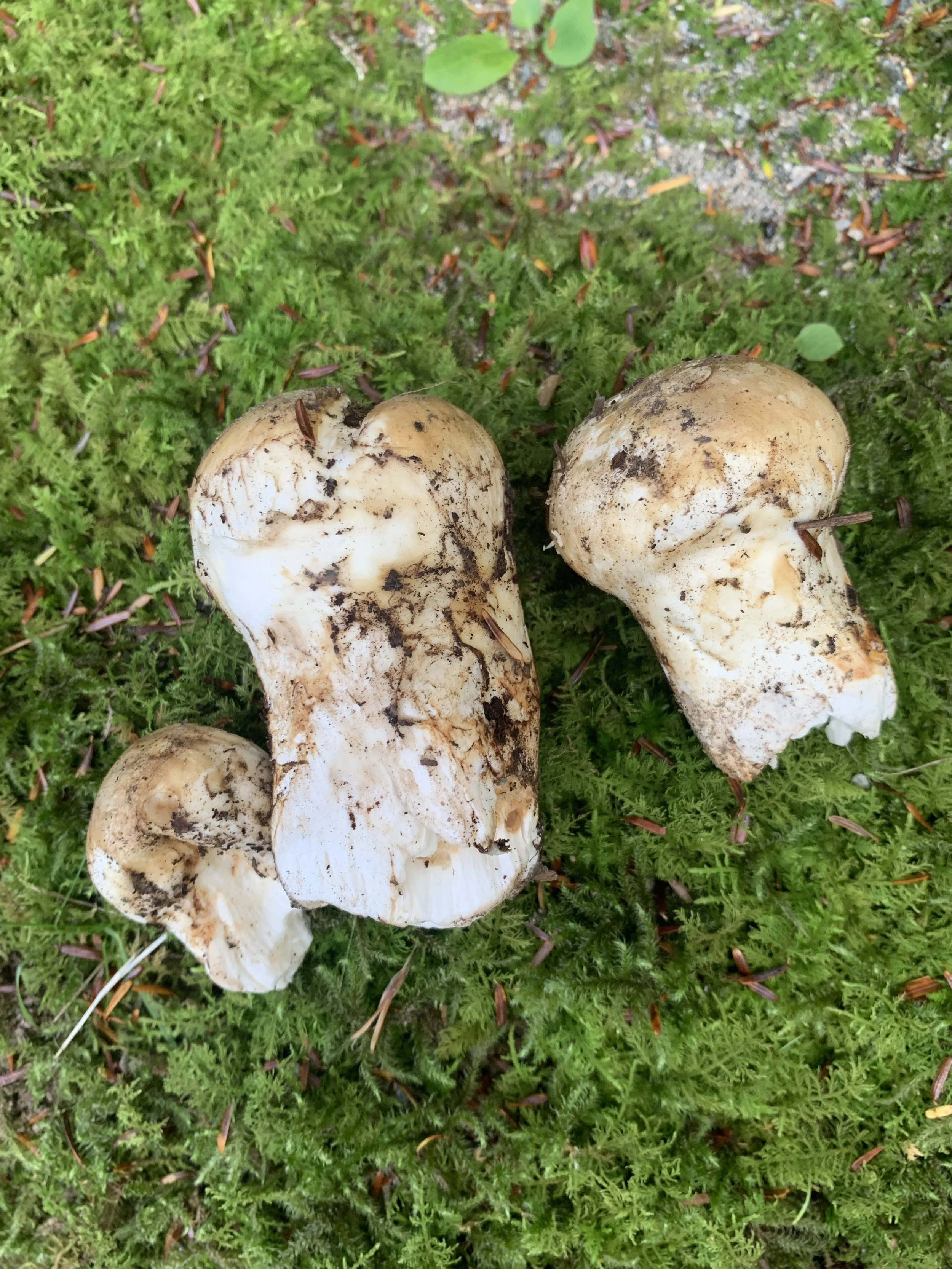 Tricholoma matsutake