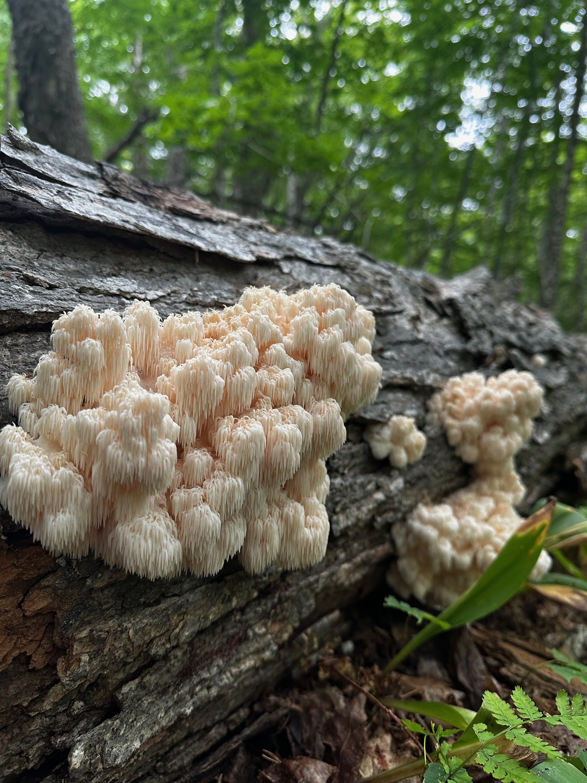 Hericium Americanum