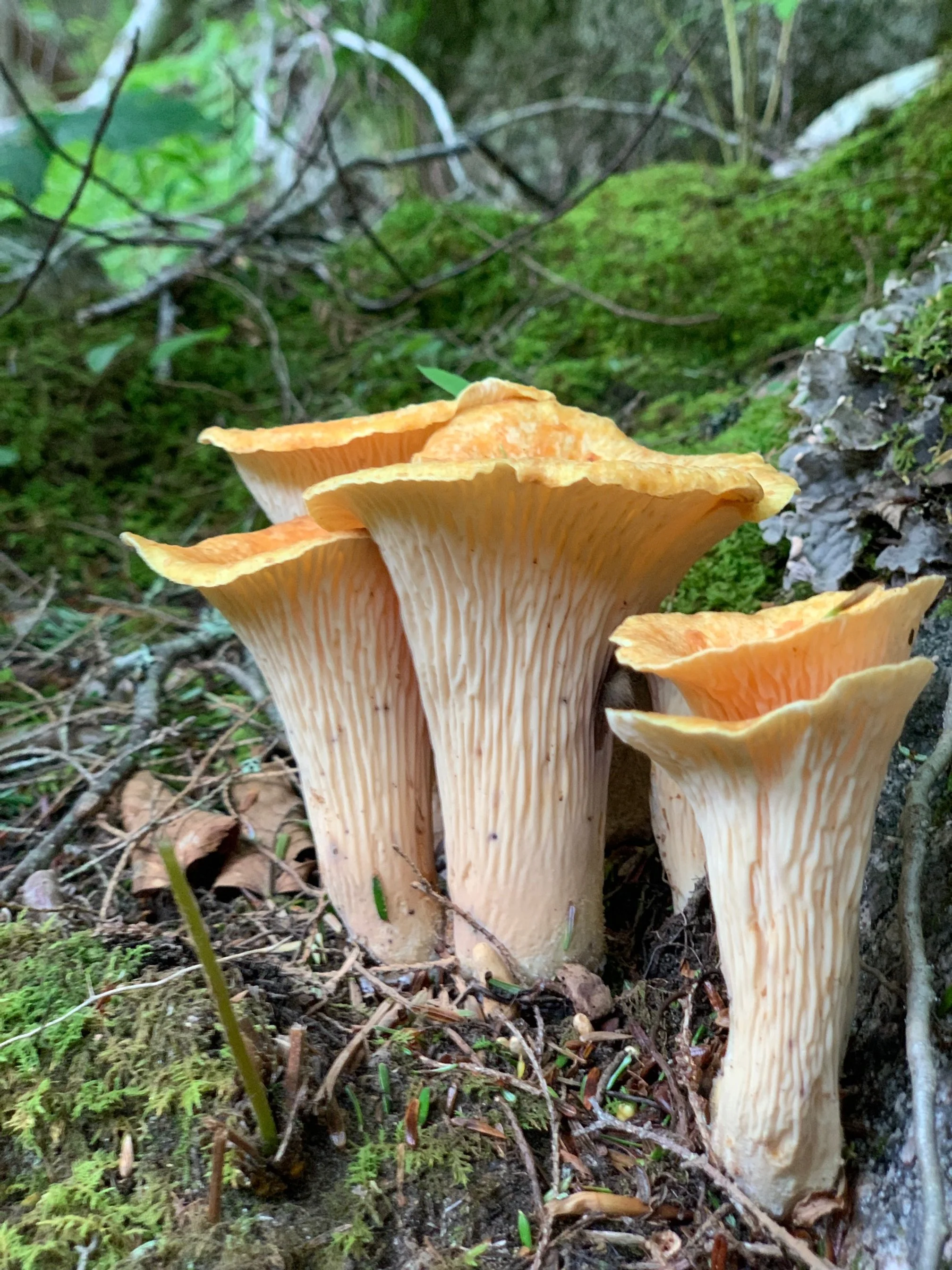 Whooly Chanterelles  -Turbinellus floccosus