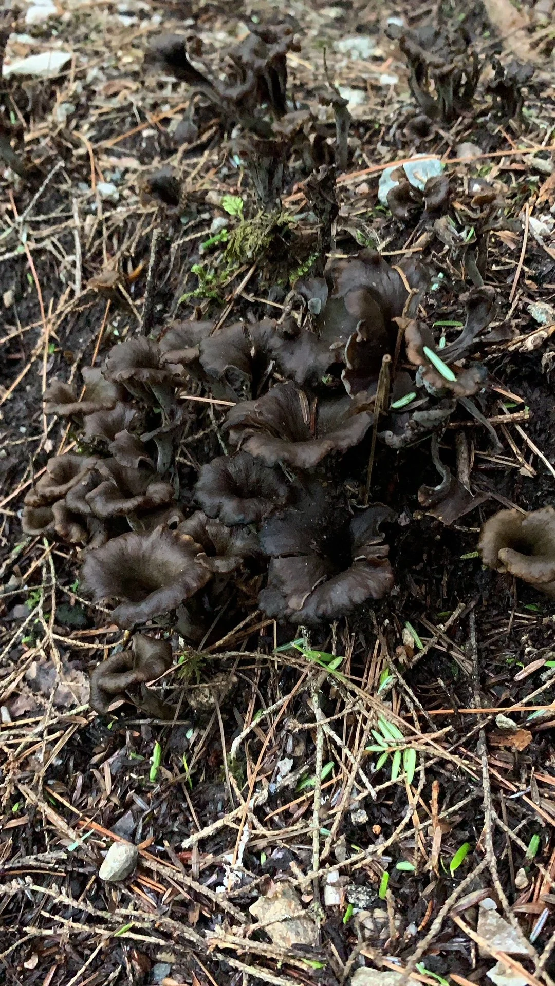 Black Trumpets