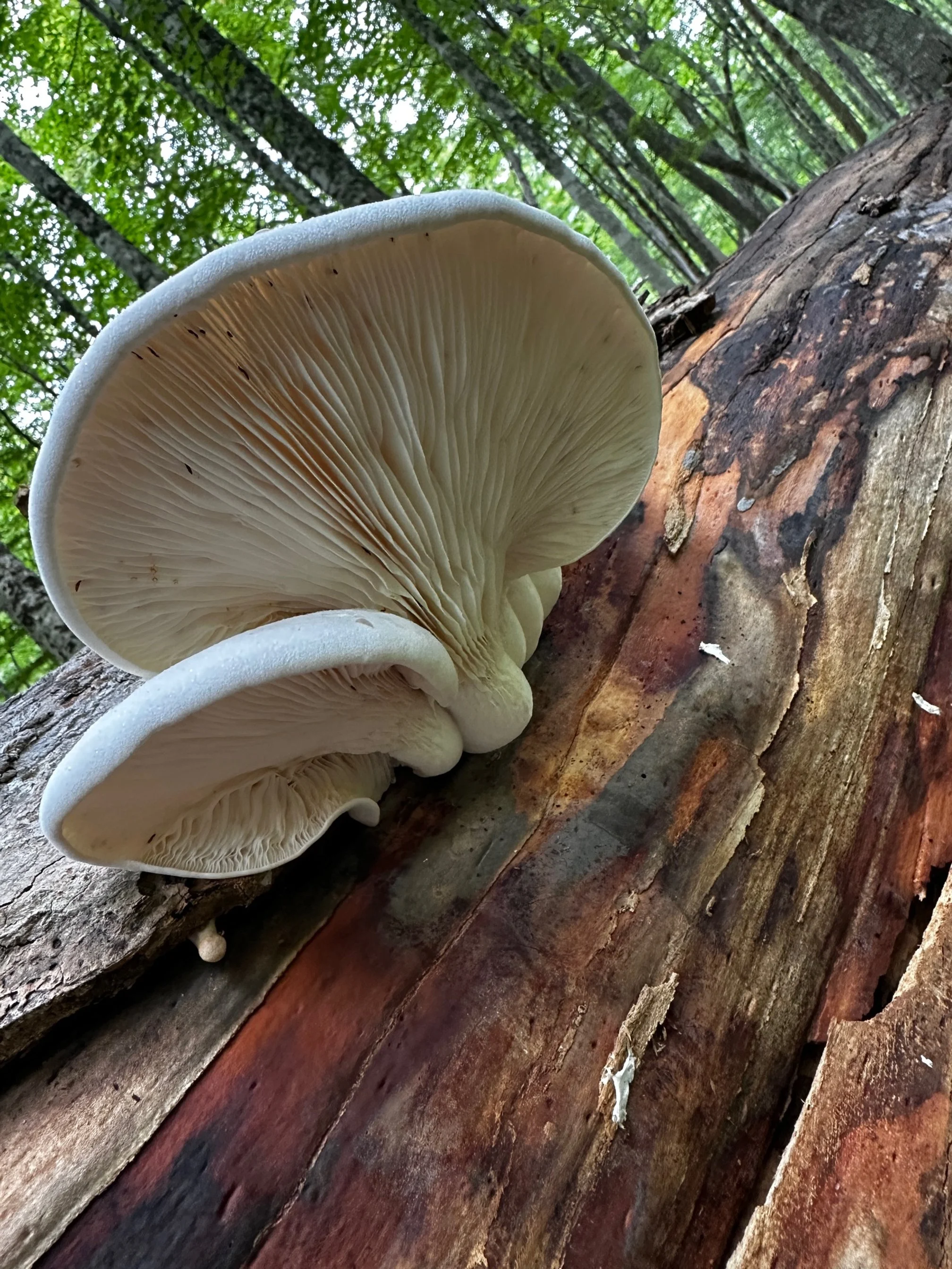 Oyster Mushrooms