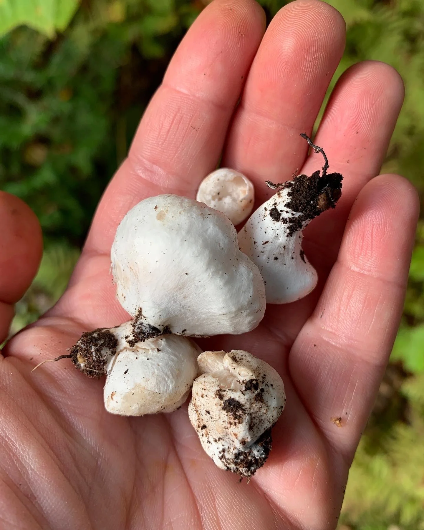 Entoloma abortivum