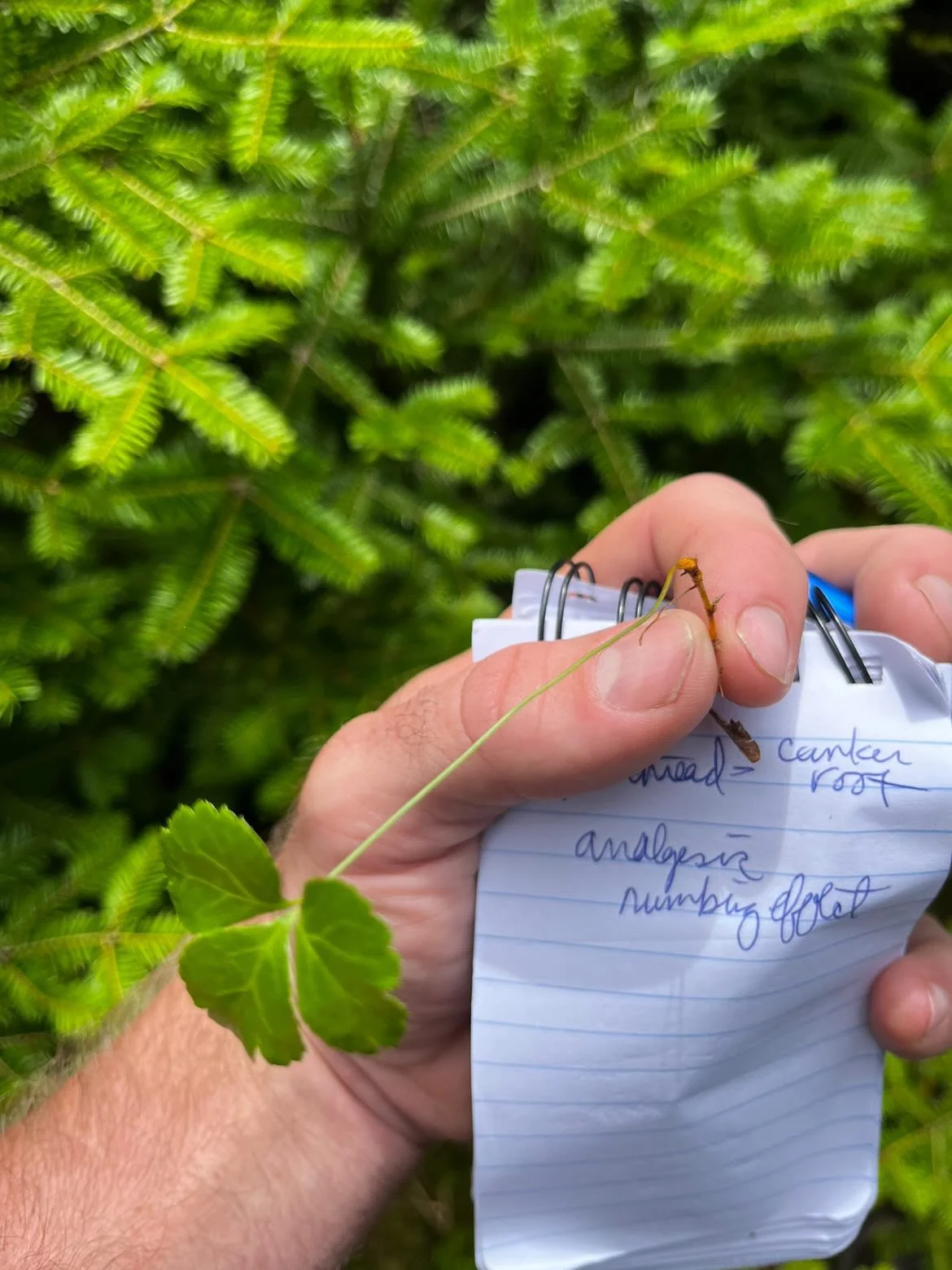 Foraging &amp; Edibles Event