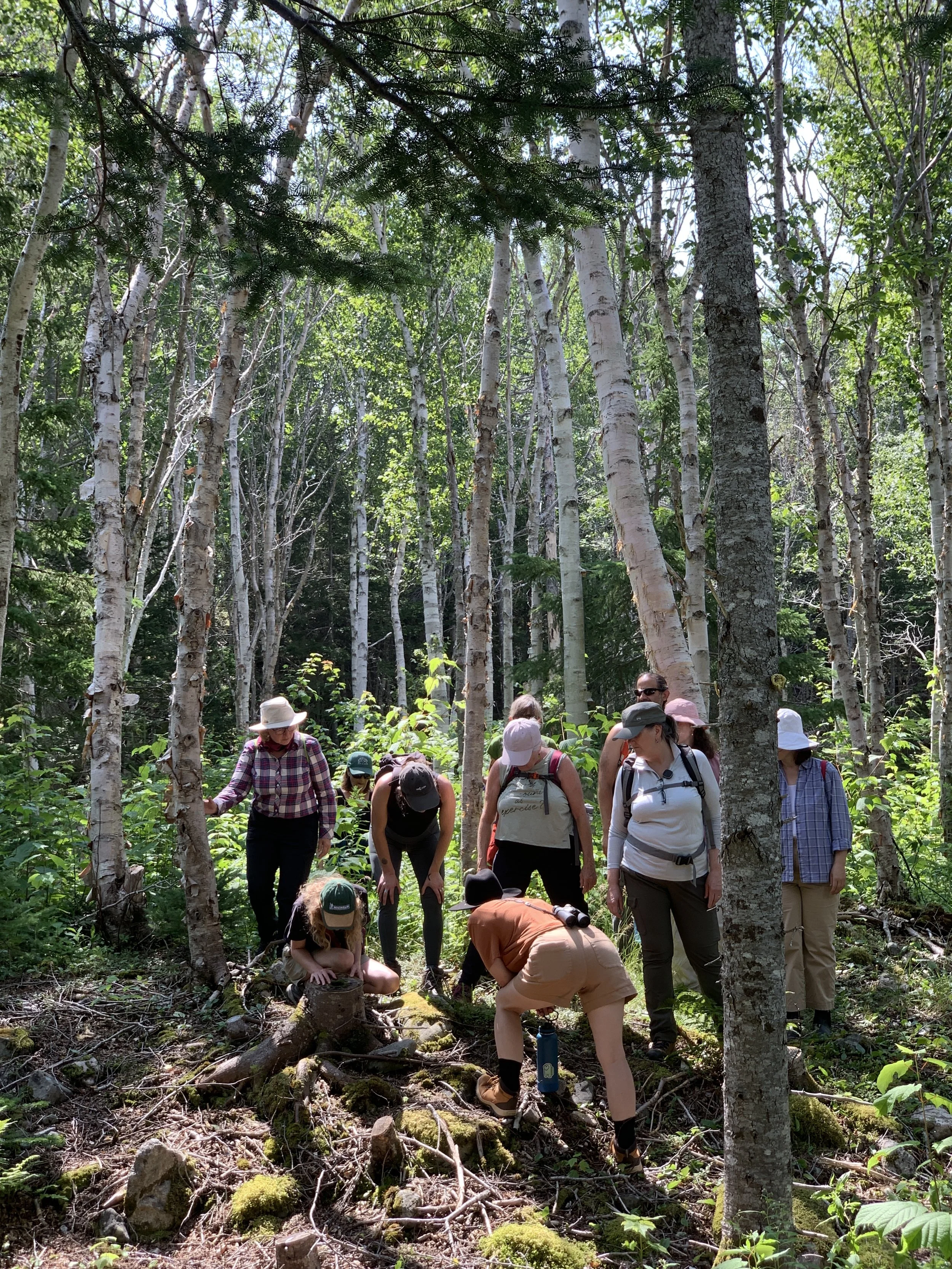 Plant Foragers Picnic