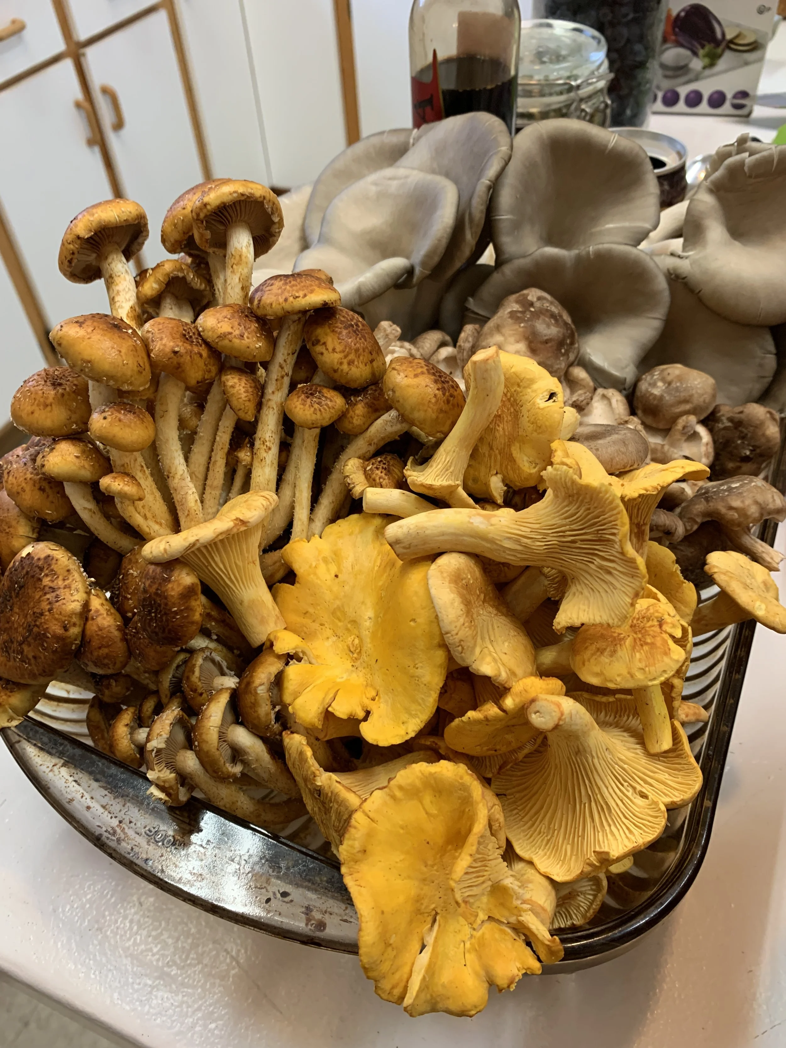 Fungi Forage &amp; Feast