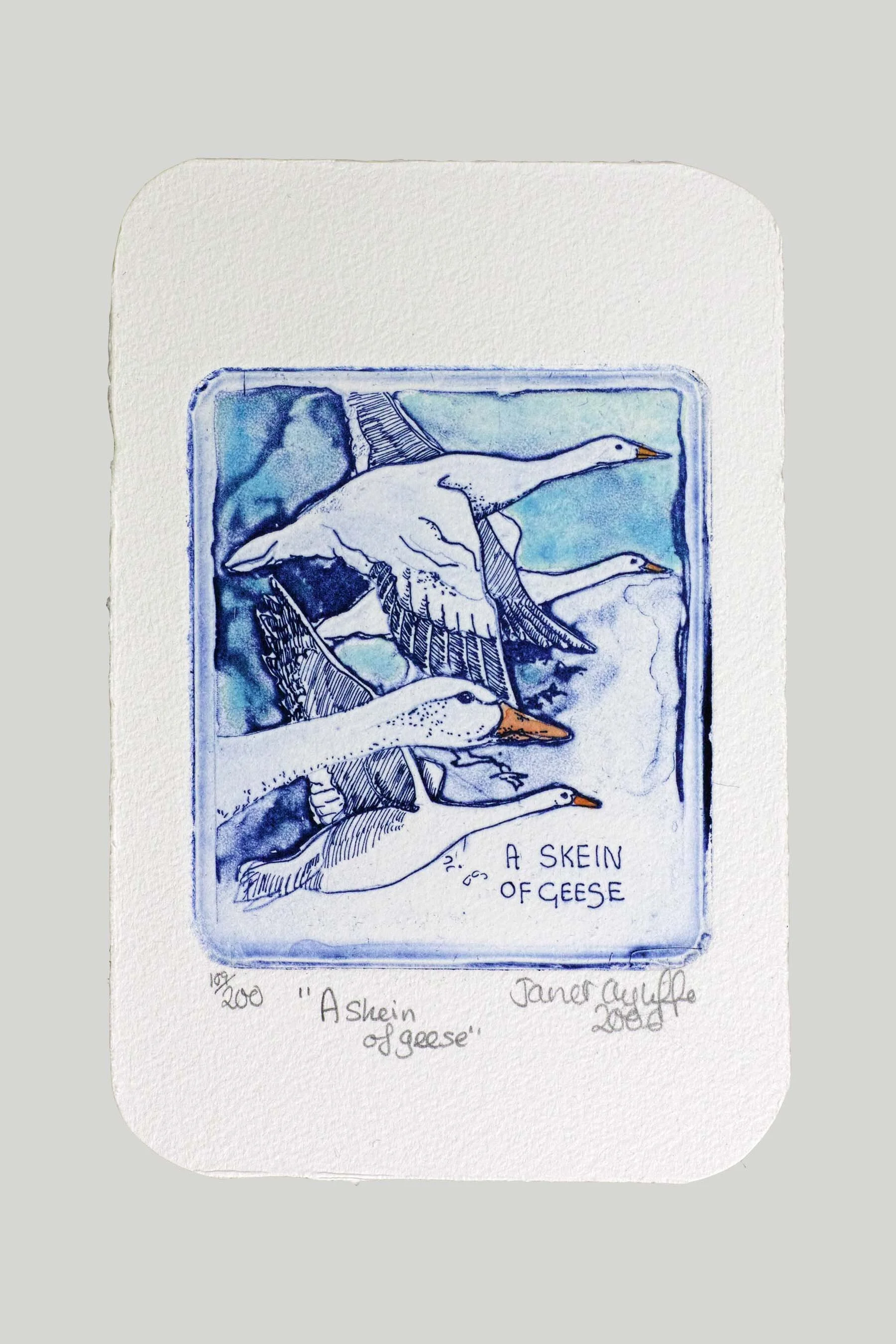 Skein of Geese grey landing.jpg