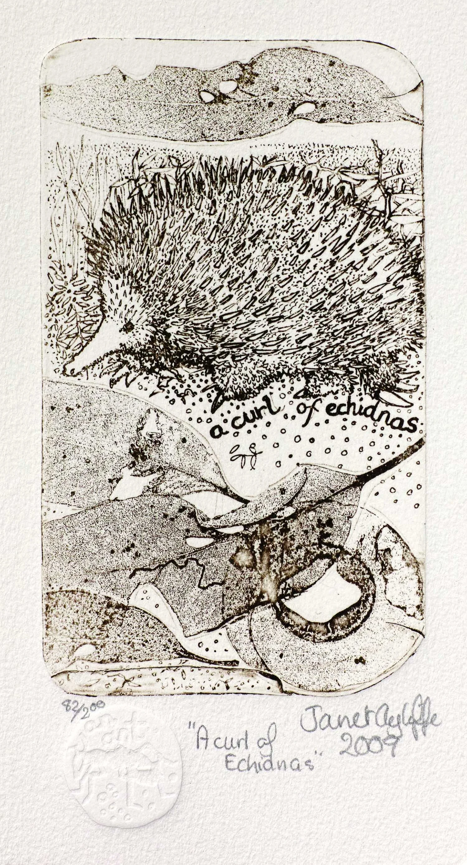 A Curl of Echidnas magnification.jpg
