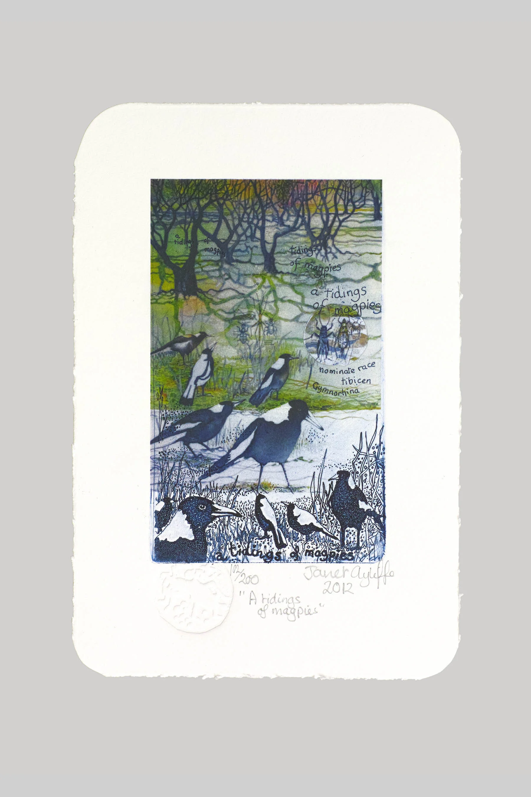 A Tidings of magpies grey landing.jpg