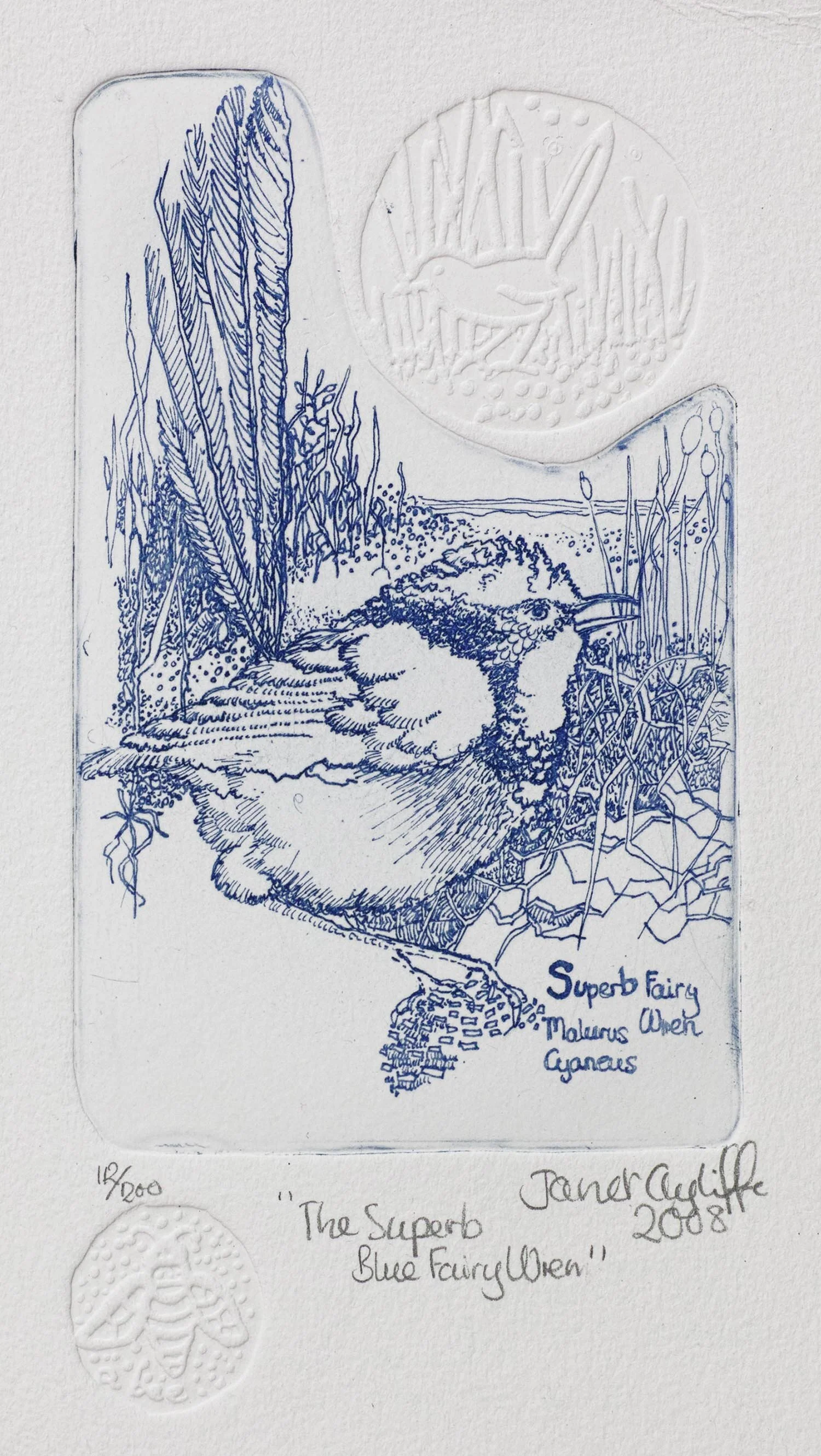 Superb Fairy Wren  magnification.jpg