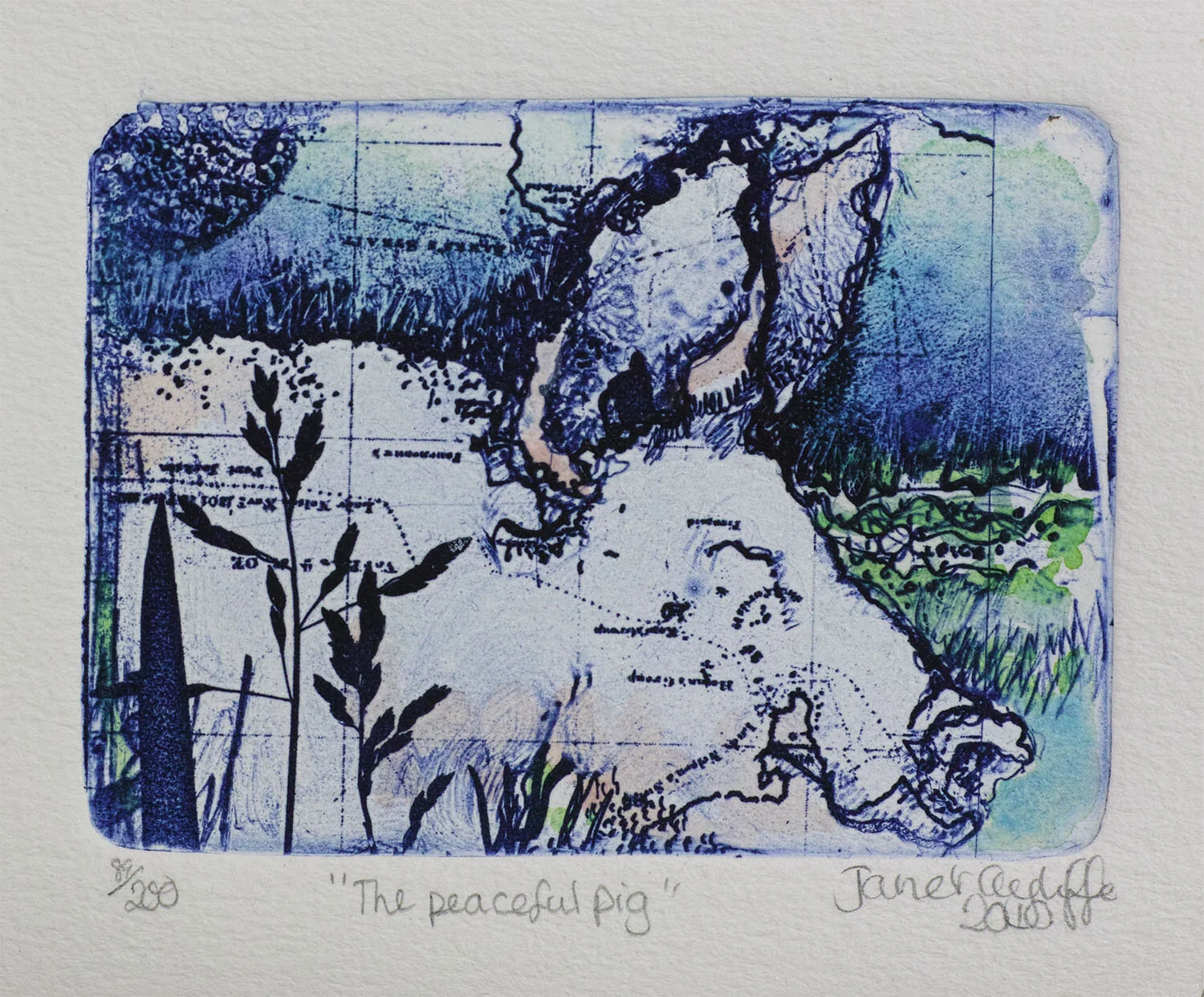 The peaceful pig magnification.jpg