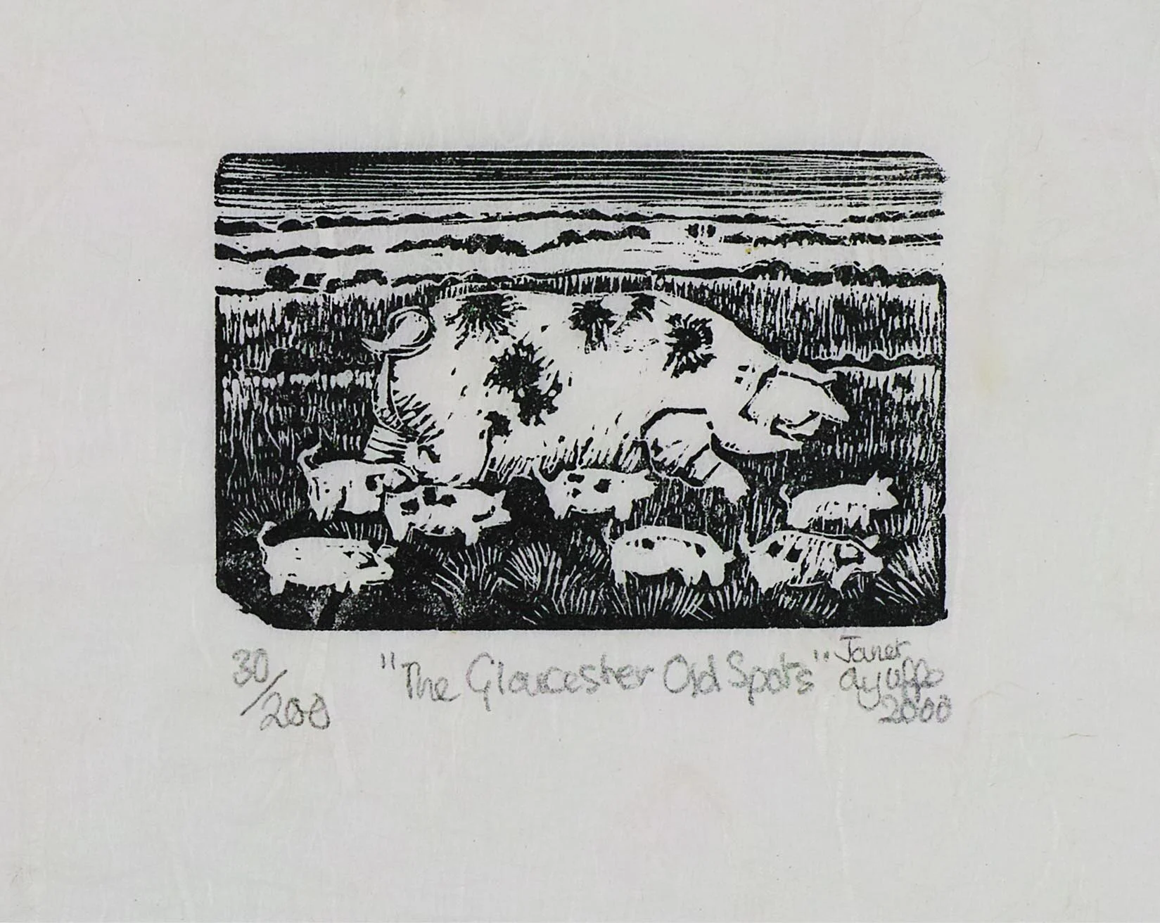 The Gloucester Old Spot - magnification.jpg