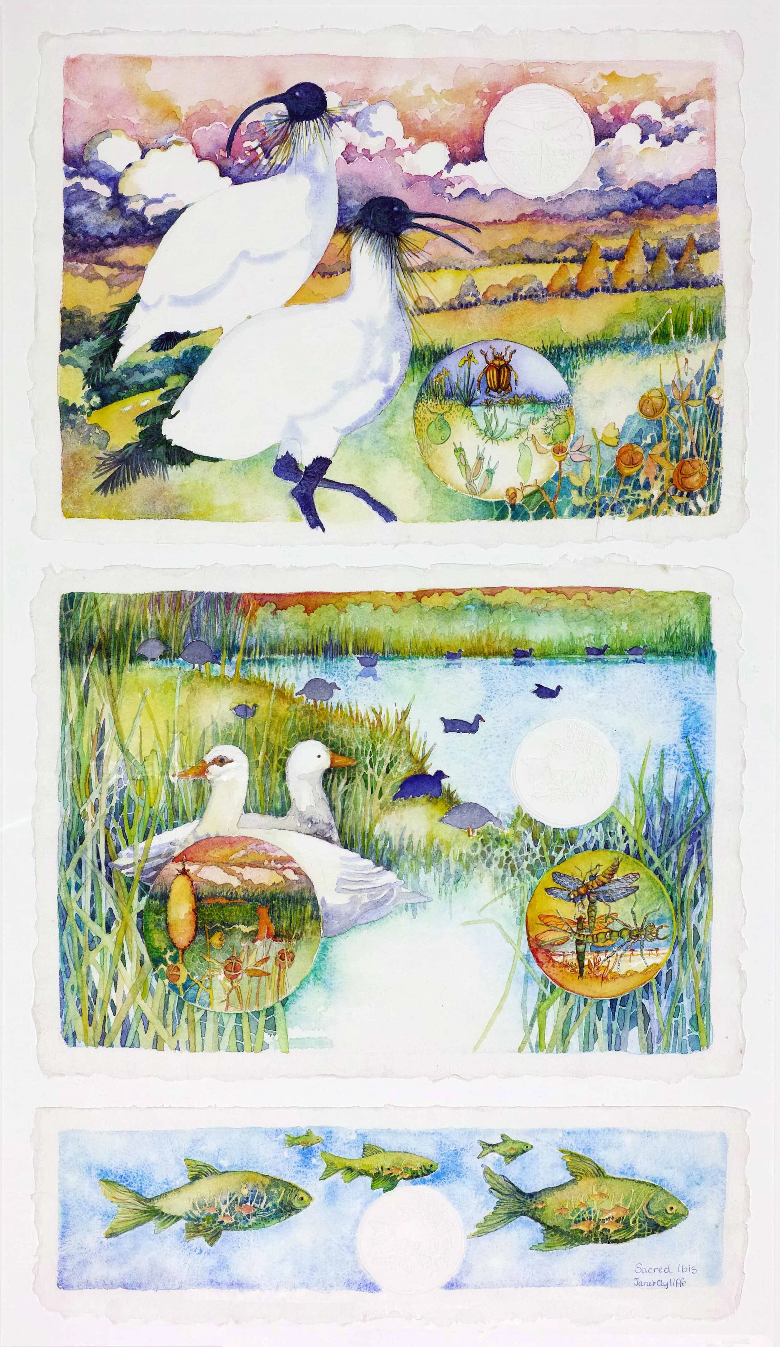 The Sacred Ibis - watercolour - magnification.jpg