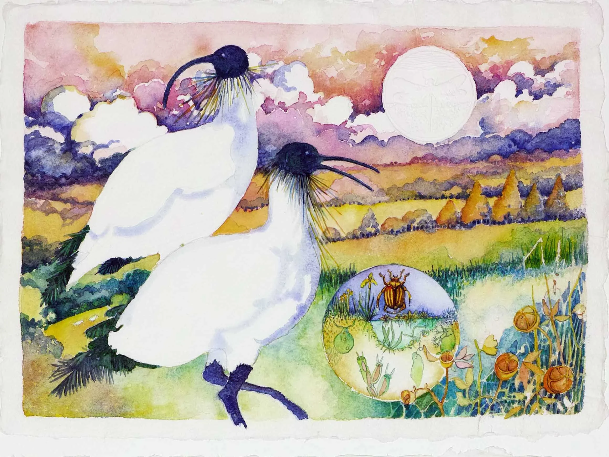 The Sacred Ibis - watercolour - crop3.jpg