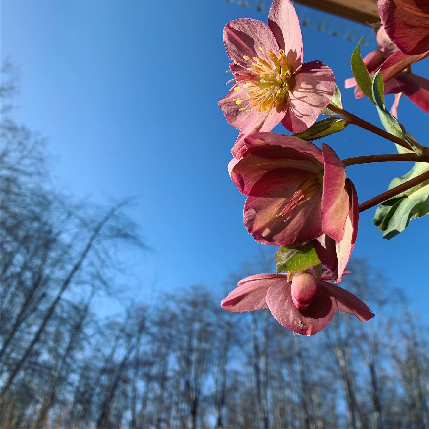 How quickly things change. ⠀
Early there was frost ⠀
These flowers bowed their heads⠀
In the cold⠀
⠀
The sun came up⠀
They lifted their faces ⠀
I came out to capture it ⠀
⠀
And the sun pulled me onto the deck⠀
to do my morning practice outside ⠀
Firs