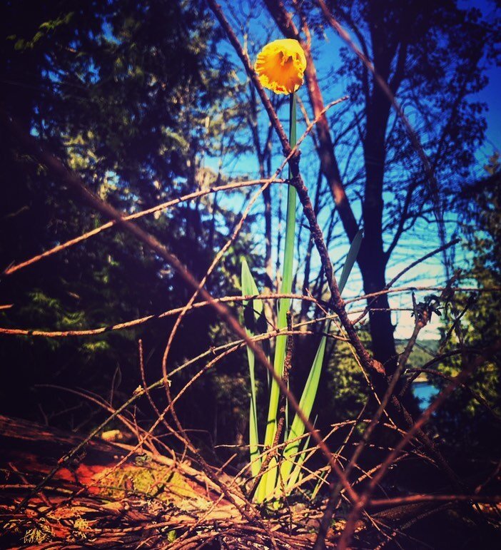 *
These are the days
of small triumphs⠀
and quiet victories ⠀
prepare yourself ⠀
to catch a burst of colour
an impossible bloom
notice the robins gathering on the grass or the way the breeze greets the skin through the window you dared to slide open
